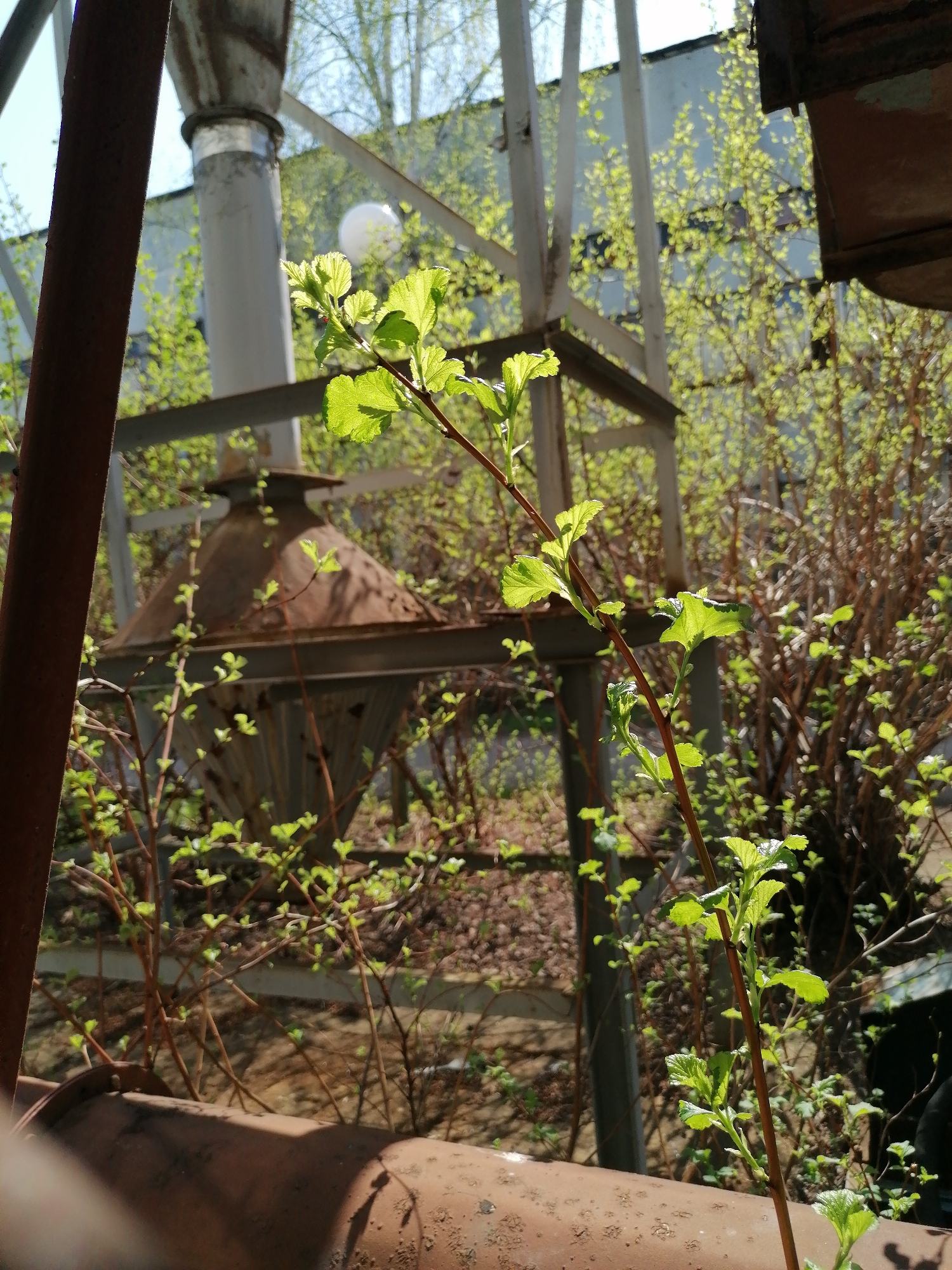 The image depicts an overgrown industrial area, possibly abandoned or neglected, somewhere in the city of Unknown, Unknown. In the foreground, a rusty pipe and a rusted metal column are visible. Young green leaves are sprouting on branches that are growing amidst and around the decaying infrastructure. Behind these, there's a rusted metal structure, possibly part of an old factory or processing plant. In the distance, there's a steel structure and a white sphere, maybe a light or a tank. The overall atmosphere is one of decay and reclamation of the industrial space by nature. There are no people visible. The lighting suggests it is daytime.