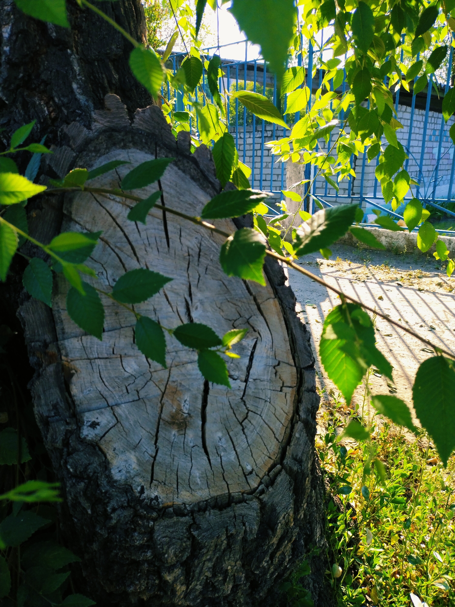 A close-up, low-angle, medium shot focuses on the rough, weathered surface of a tree stump. The stump exhibits prominent growth rings and deep cracks, with a dark, textured bark surrounding its edge. Several vibrant green leaves, some in sharp focus and others blurred by motion, are scattered across the foreground, partially obscuring the stump.
In the background, a bright blue metal fence with horizontal bars and vertical supports runs across the middle ground. Behind the fence, a light-colored brick wall is partially visible. The ground beneath the fence is a sandy or gravelly surface, with dappled sunlight casting distinct shadows from the fence onto it. A patch of green foliage, including small leafy plants, grows along the bottom right edge of the frame. The scene is illuminated by bright sunlight, creating a contrast between the shaded areas of the stump and the sunlit leaves and ground. The overall impression is one of an outdoor setting, likely a park or yard, in Horishni Plavni, Ukraine.
