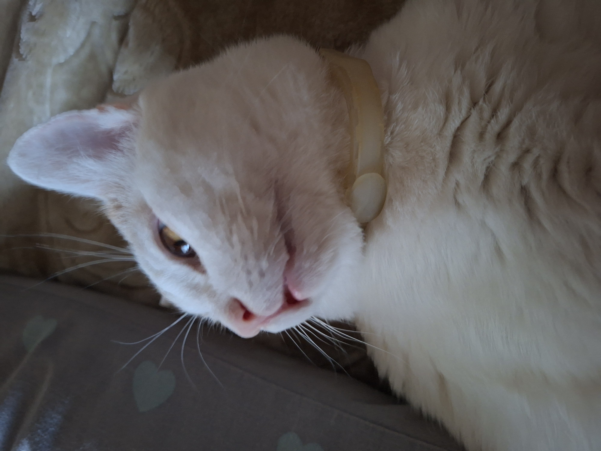 A close-up, low-angle shot focuses on the head and upper chest of a white and light orange cat. The cat is lying down, with its head turned to the left, looking slightly away from the camera. Its eyes are a light amber color, and its mouth is slightly open, revealing a pink tongue. A light yellow collar with a small, round, light-colored charm is visible around the cat's neck. The background is soft and blurred, with a textured surface that appears to be a blanket or cushion. Faint heart shapes are visible on a darker, greyish surface to the left of the cat. The image does not depict any specific location in Mykolaiv, Ukraine, or any people.