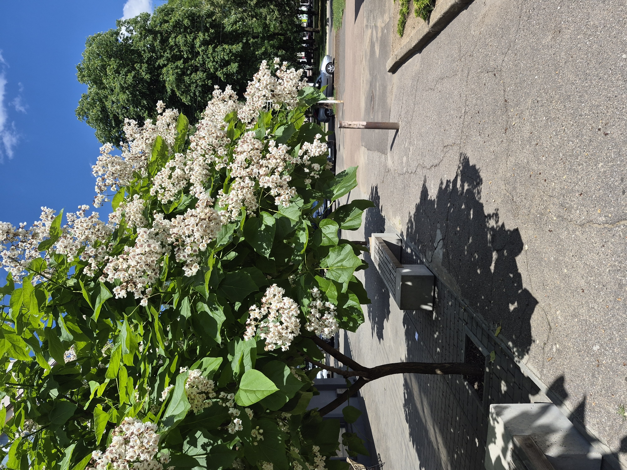 In a sun-dappled park in Unknown, Unknown, a Catalpa tree in full bloom dominates the foreground, its white flowers cascading amidst large green leaves. The tree, with a slender, dark trunk, casts intricate shadows on the surrounding paved walkway. To the right of the tree, a modern concrete bench with wooden slats offers a place to rest. Further back, a darker green deciduous tree provides a lush backdrop. The paved area is a mix of patterned tiles and cracked asphalt, with a concrete curb visible on the far right. In the distance, several cars are parked, and a few people are walking or standing, though none are the primary focus of the image. The sky above is a clear, vibrant blue, punctuated by a few fluffy white clouds.