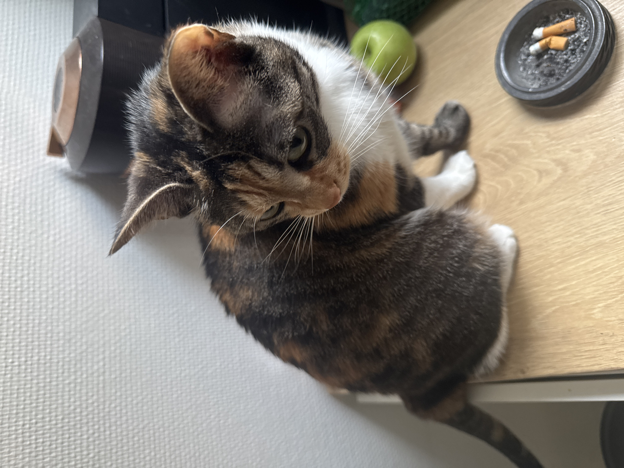 A tortoiseshell cat is perched on a light-colored wooden surface. The cat is facing away from the viewer and looking down, with its head turned to the side. A black cylindrical object with a copper-colored detail is to the left of the cat's head. An apple and a black ashtray with cigarette butts are positioned behind the cat. A white wall is visible below the wooden surface. The location is not discernible from the image.