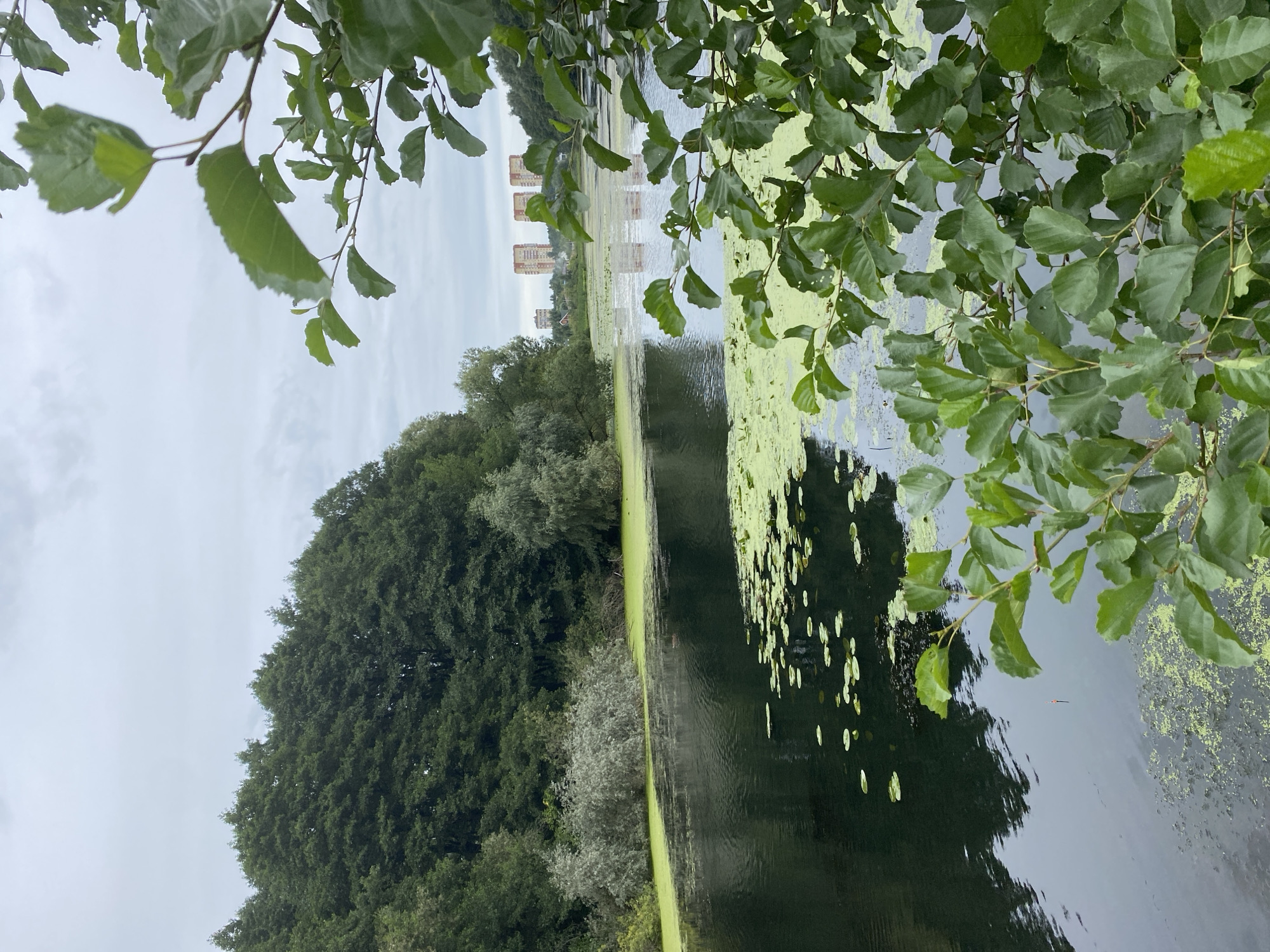 This is an eye-level, full shot of a tranquil lake scene in Sobolikha, Russia. The lake is dark and still, covered in patches of green aquatic plants and lily pads. Tall green trees line the far bank, creating a dense forest that extends upwards towards a cloudy sky. In the distance, on the horizon, stand several modern residential buildings, their colors muted by the overcast weather. In the foreground, the branches of a leafy green tree frame the left and right sides of the image, with its leaves slightly blurred. A single fishing float is visible on the surface of the water, indicating a quiet, undisturbed atmosphere. The overall impression is one of natural beauty and urban development coexisting.