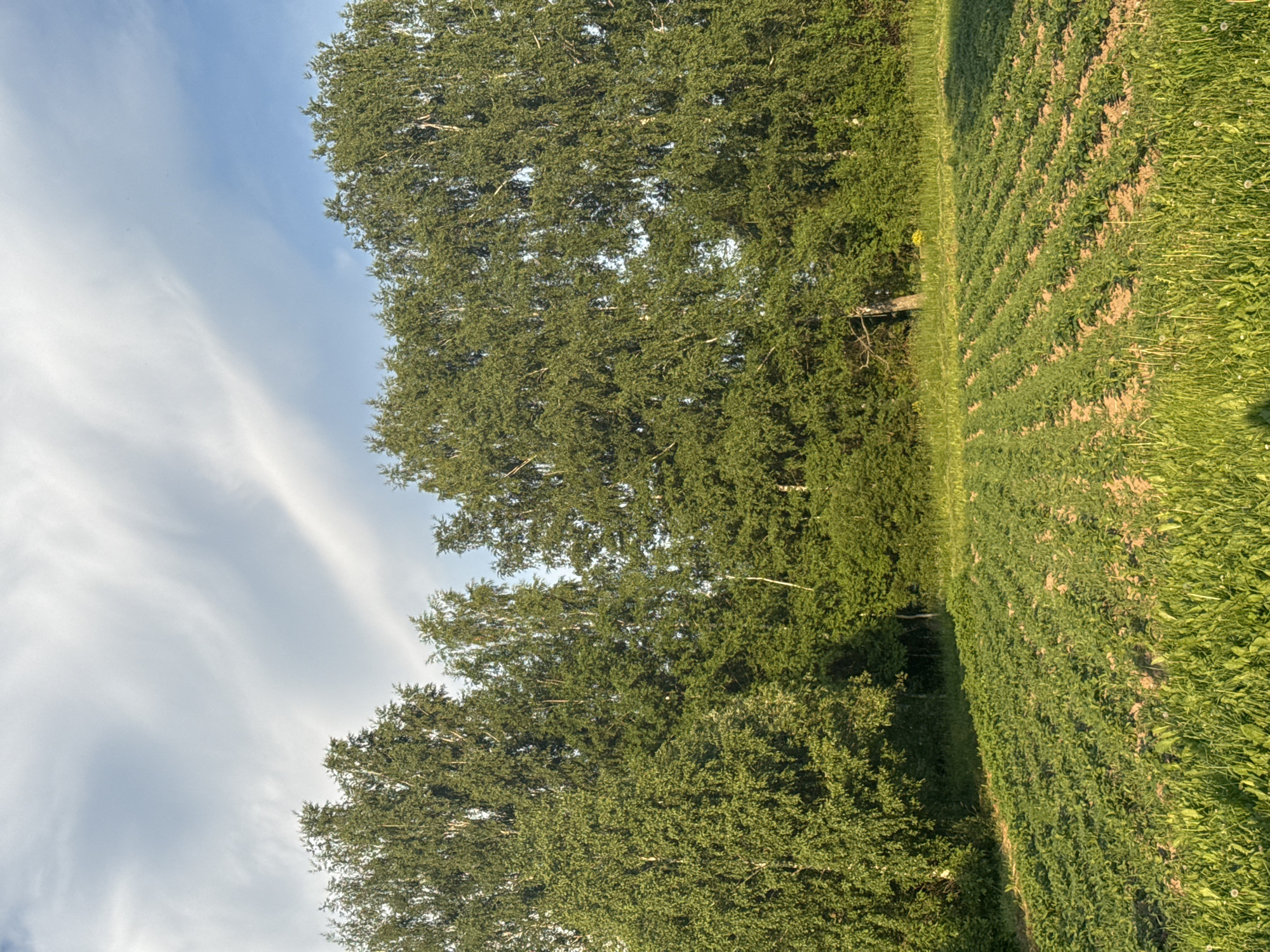 A sunlit, wide-angle view of a rural landscape. In the foreground, rows of young green plants are neatly cultivated in dark soil, with a strip of lush green grass bordering the bottom edge of the frame. Behind the cultivated field, a dense line of tall green trees forms a natural barrier, with the lighter trunks of birch trees visible among the foliage. The sky above is a bright blue, partially obscured by wispy white clouds. The scene depicts a tranquil agricultural setting, likely a farm or garden, bathed in the warm light of either sunrise or sunset, given the long shadows. The location of Вассята, Russia, is not ascertainable from the visual information provided in the image.