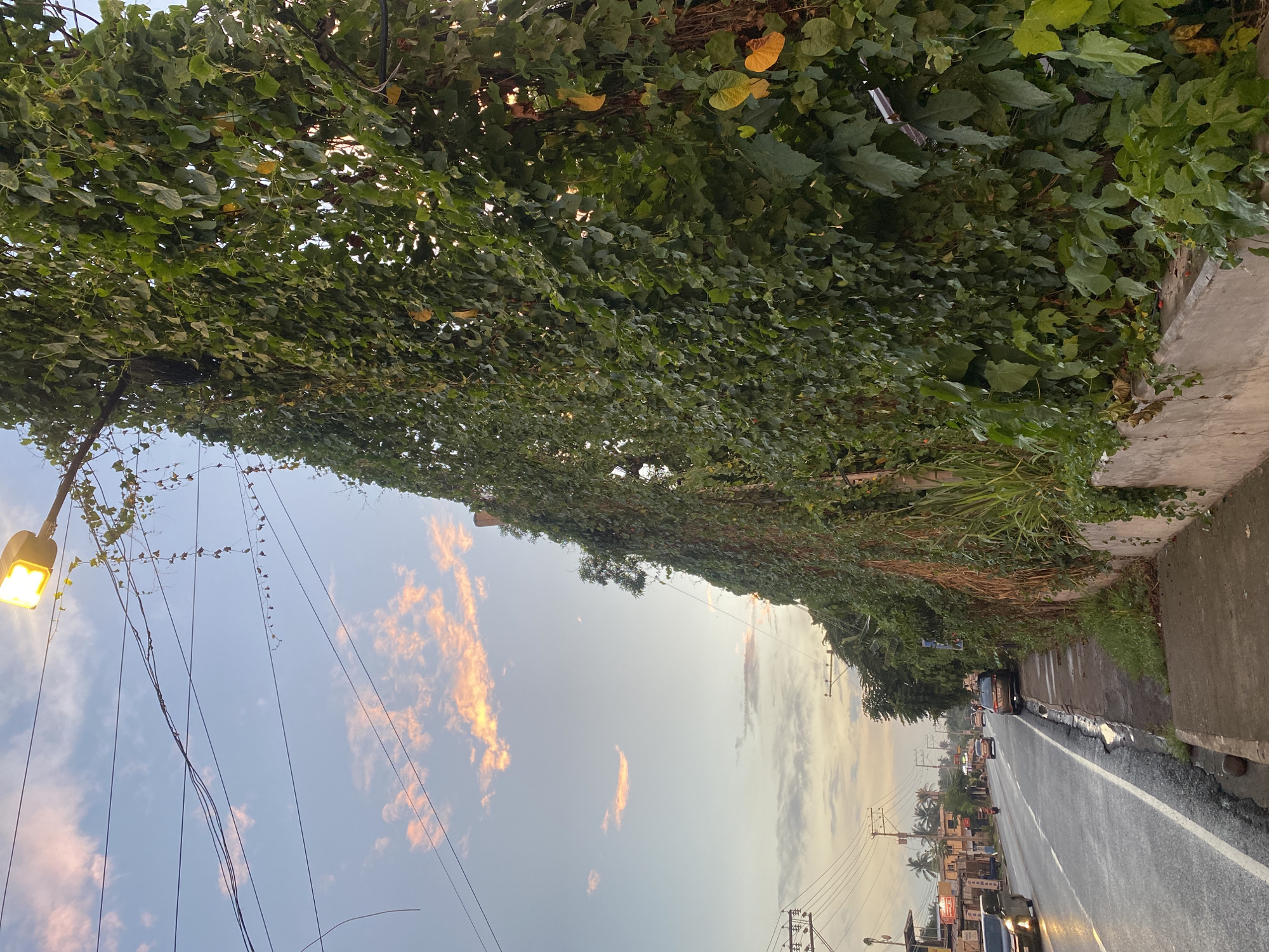 The image depicts a roadside scene in Davao City, Philippines, during a sunset. A street lamp with a warm yellow glow illuminates the area, casting light on numerous electrical wires strung across the sky. A thick, dense wall of green vines and foliage covers a significant portion of the right side of the frame, obscuring any underlying structure. These vines appear healthy and abundant, with some yellowing leaves interspersed among the vibrant green.
To the left, a paved road runs parallel to the sidewalk. The road surface is wet, reflecting the ambient light, suggesting recent rain. Several vehicles are visible on the road: a dark-colored SUV and a smaller silver vehicle are closest to the foreground, while other cars and a motorcycle are further down the road, moving away from the viewer. Along the left side of the road, there are buildings that appear to be commercial establishments, with signs and awnings visible. Palm trees and other greenery are scattered in the background, characteristic of the tropical landscape. The sky is a soft blue, with scattered clouds tinged with orange and pink hues, indicating the setting sun. The overall impression is of a somewhat urban but verdant environment at dusk.