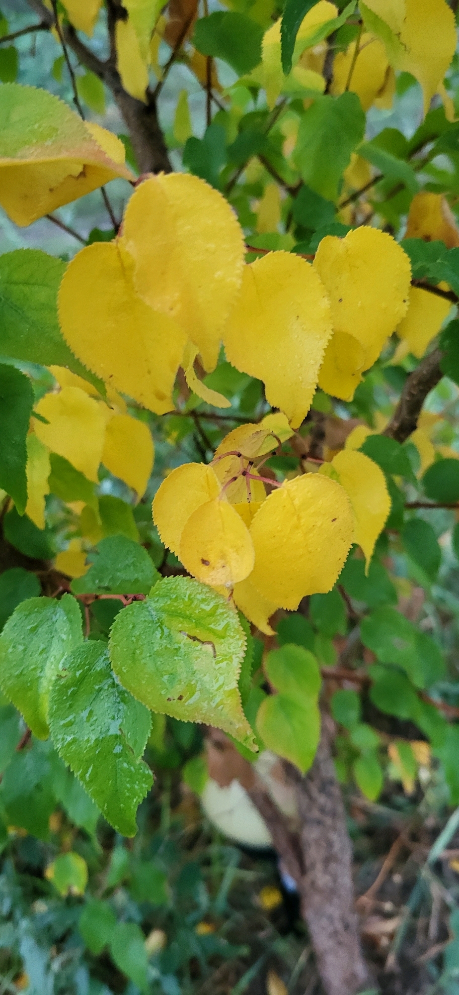 An outdoor medium shot captures a cluster of apricot leaves on a tree branch in the city of Unknown, Unknown. The leaves are a mix of green and yellow, with some yellow leaves exhibiting signs of autumn color change. Several leaves are covered in water droplets, suggesting recent rain. The background is blurred and shows more foliage and the trunk of the tree. The lighting is soft and diffused, typical of an overcast day. No people are present in the image.