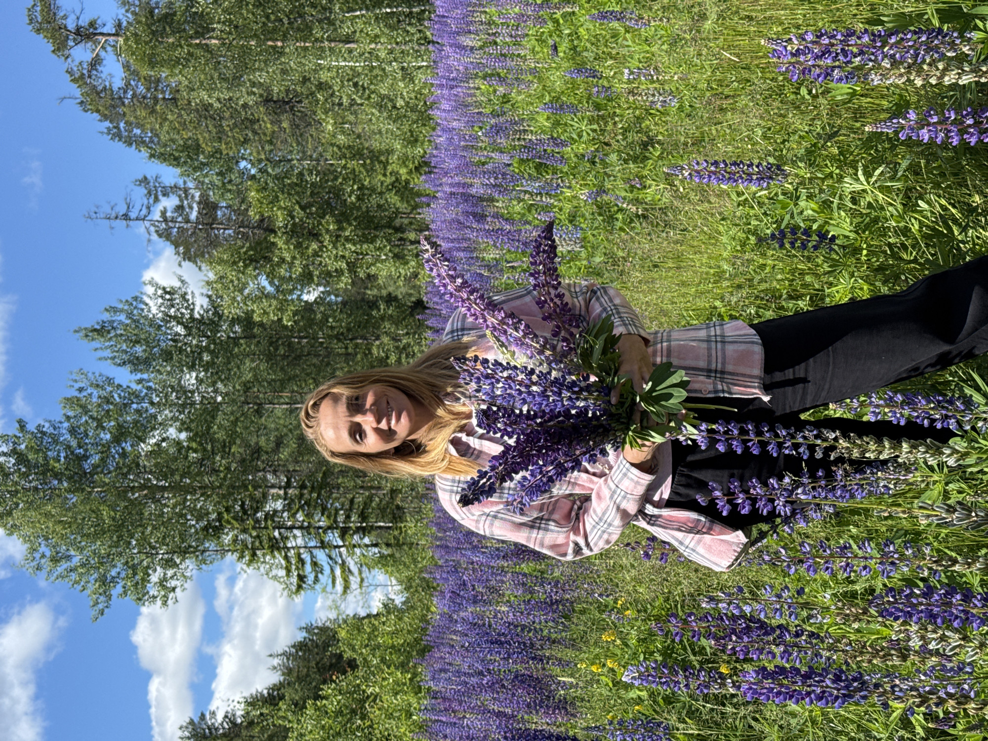 A woman with blonde hair stands in a field of purple lupine flowers. She is wearing a pink and white plaid shirt and black pants. She is holding a bouquet of lupine flowers. The field of flowers is surrounded by trees. The sky is blue with some white clouds.