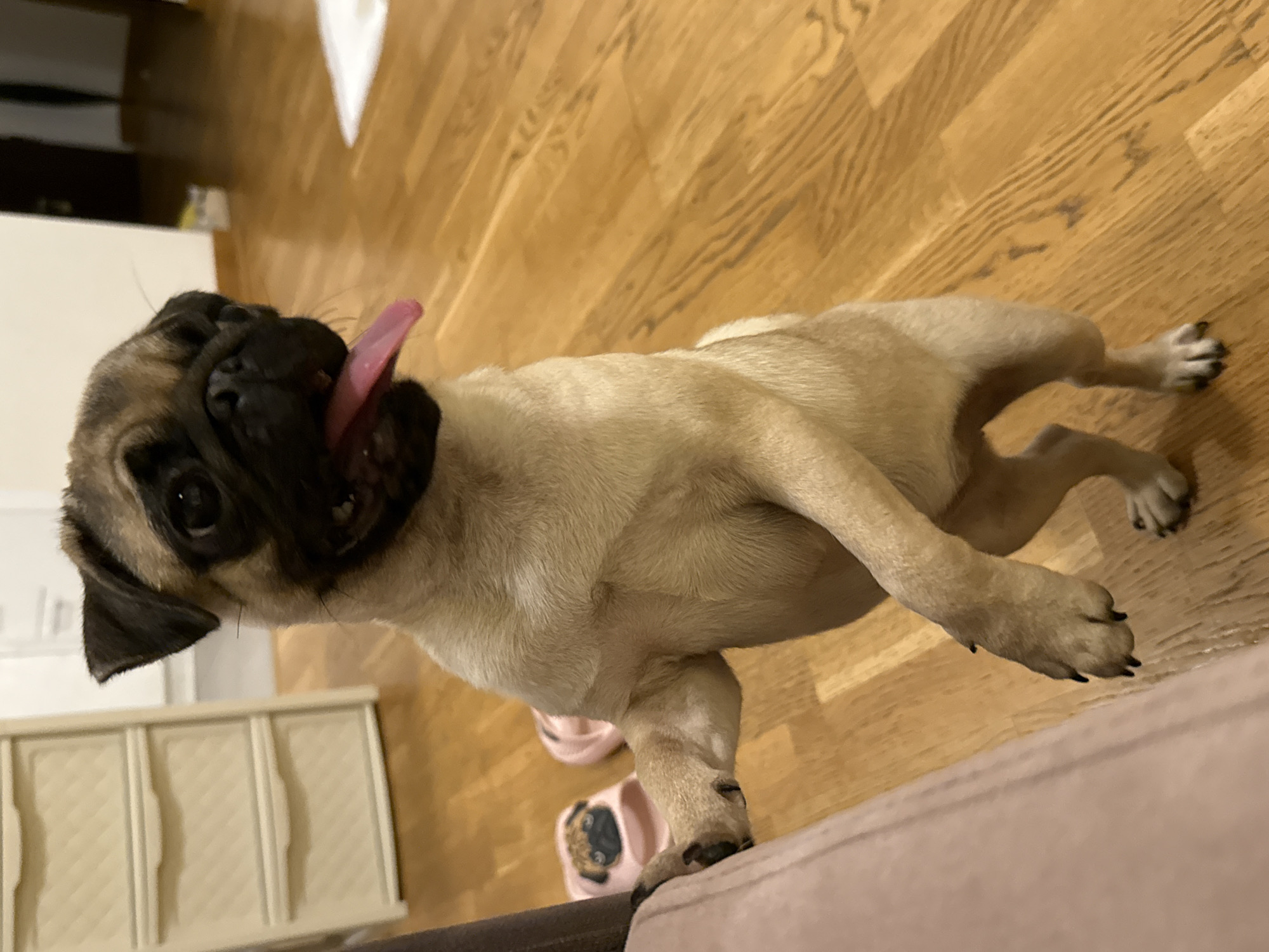A fawn-colored pug stands on its hind legs, its front paws resting on the armrest of a brown sofa. The dog's tongue is sticking out to the right, and its mouth is open in a pant. The pug is in focus, while the background is blurred. The floor is made of wooden planks. To the left of the dog, a pair of pink slippers with pug faces are visible on the floor. In the background, a cream-colored chest of drawers with three drawers is visible. The scene appears to be an indoor domestic setting.