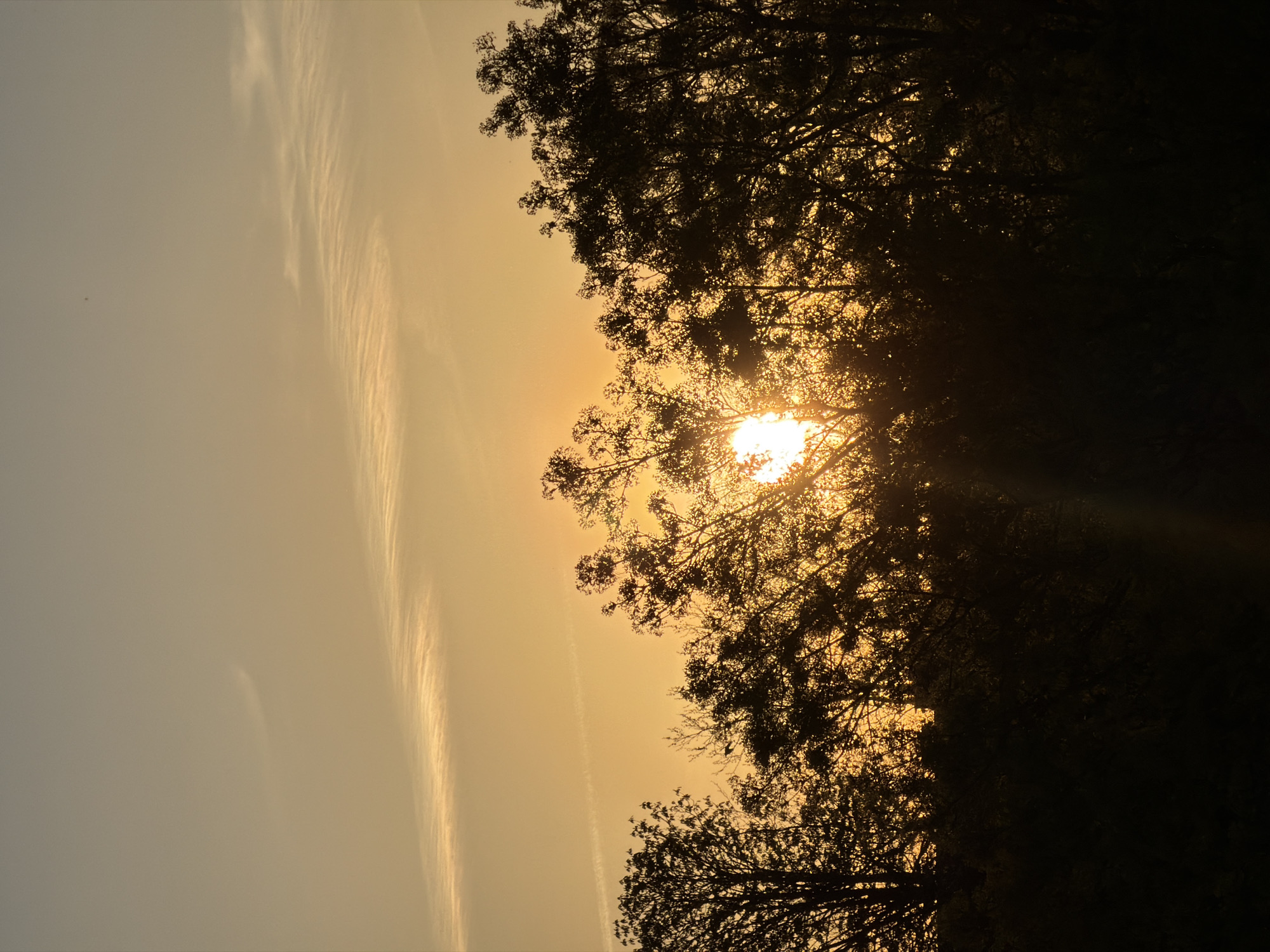The image shows a sunset in Esch-sur-Alzette, Luxembourg, viewed through silhouetted trees. The sun is partially obscured by the branches and leaves, creating a bright glare. The sky is a gradient of yellow and light gray, with wispy clouds visible. The trees are dark and indistinct against the bright sky.