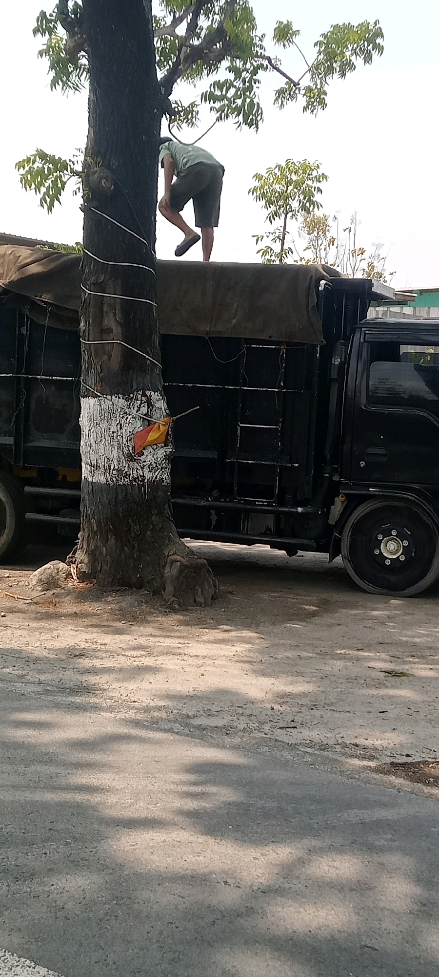 In Tawangsari, Indonesia, a person in a light-colored t-shirt and dark shorts is positioned on the edge of the cargo area of a black truck, leaning towards a tree. The tree, which is partially painted with white and red bands, stands to the left of the truck. The truck's canvas cover is visible, and the lower part of its body is dark. The ground is a mix of dirt and asphalt, with shadows of leaves from the tree cast across it. The background shows foliage from the tree and other plants under a bright sky.