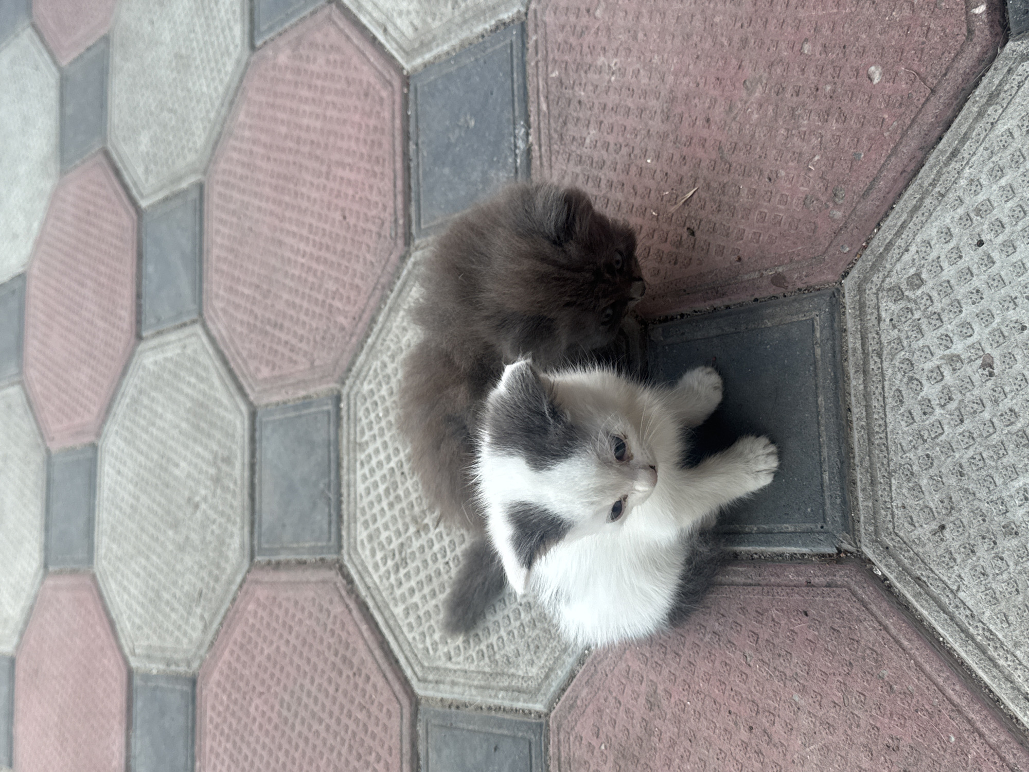 Two kittens are on an outdoor tiled surface. The kitten in the foreground is white with grey markings on its head and body, and it is sitting. The kitten in the background is dark grey and fluffy, and it is lying down. The tiles are octagonal and rectangular, with a pattern of small squares. The colors of the tiles include pinkish-red, grey, and white. The scene is outdoors. The image does not provide any specific information about the location in Bohunove, Ukraine.