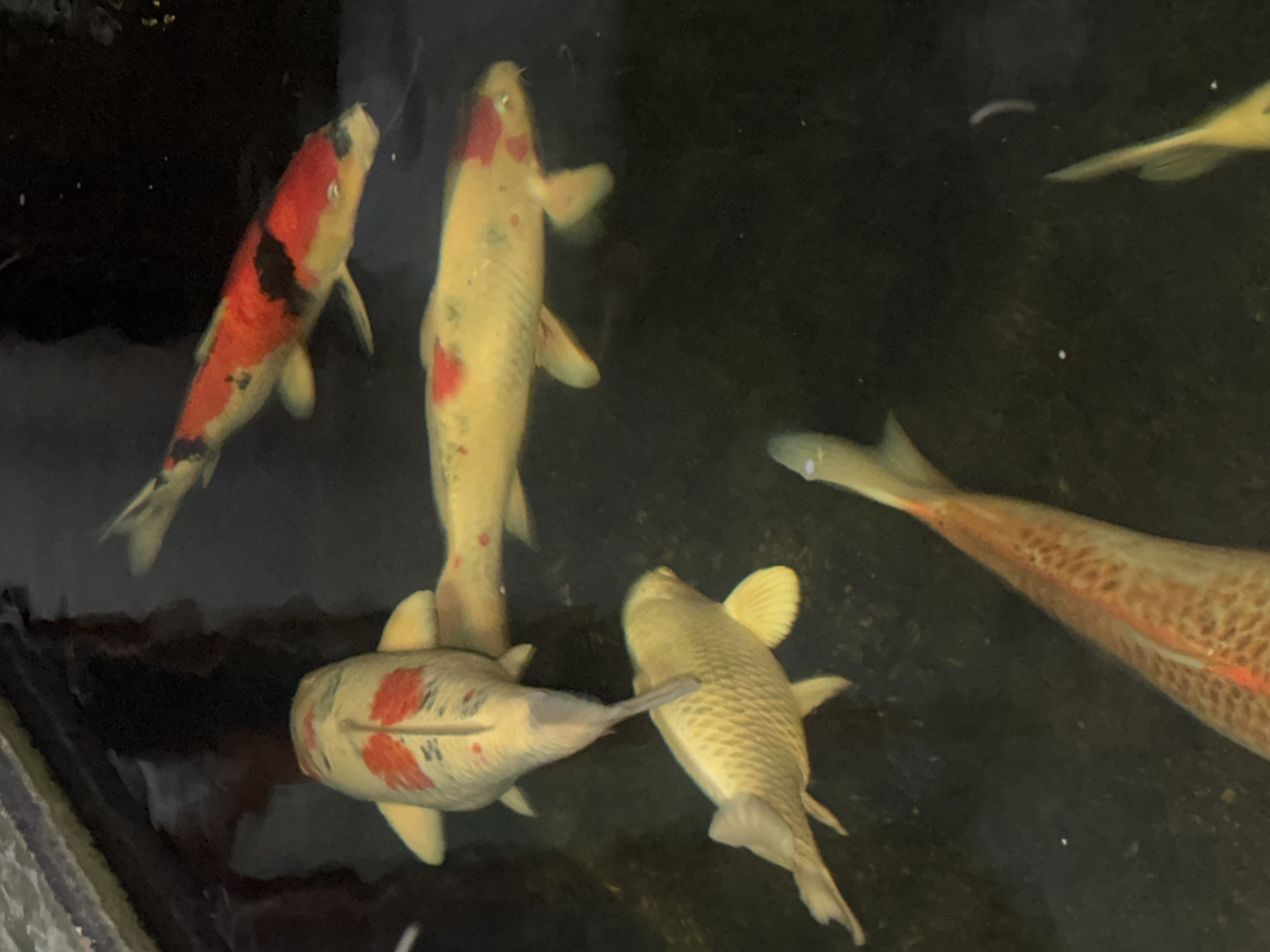 The image shows a group of koi fish swimming in a pond. The koi fish are of various colors, including orange, white, and black. The pond is surrounded by a dark, possibly concrete, edge. The water is dark and reflects some light. The scene appears to be outdoors, likely in a garden or park setting. There are no people visible in the image. The image is taken from a high angle, looking down into the pond. The location in the city of บ้านกาญจน์กนก 23, Thailand, suggests a tropical or subtropical climate, which would be consistent with the presence of koi fish in an outdoor pond.