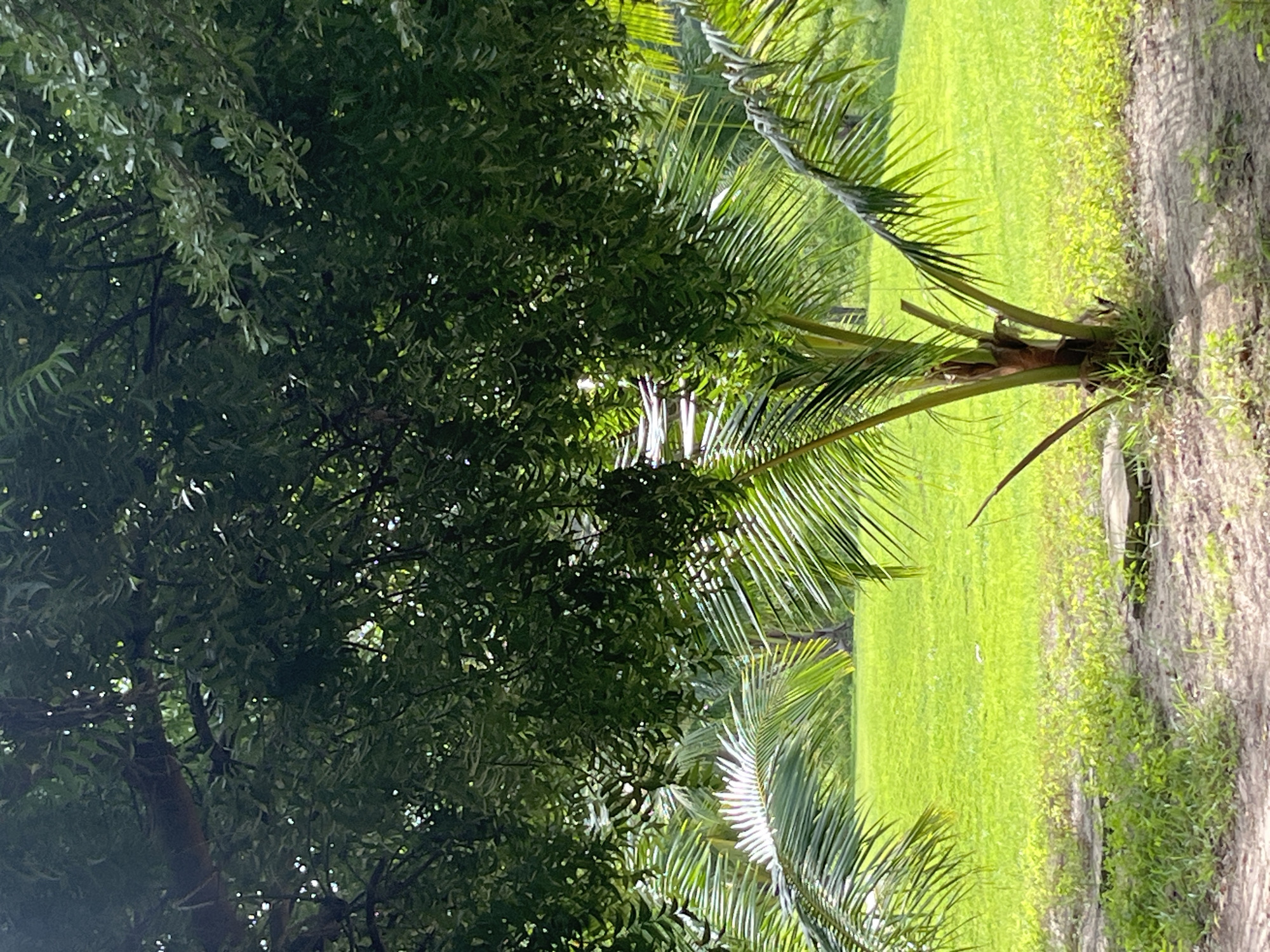 The image depicts a tropical outdoor scene with lush greenery. In the foreground, a young coconut palm tree stands in sandy soil, its fronds fanning out. Behind the palm, a vibrant green lawn stretches into the background, dotted with more trees that are partially obscured by dense foliage. Sunlight filters through the leaves, creating dappled patterns on the ground and highlighting the tropical vegetation. The environment appears to be a park or garden, suggesting a serene and natural setting. While the prompt requests information about the location in Phu Thuy Ward, Vietnam, this specific detail cannot be confirmed from the visual information alone.