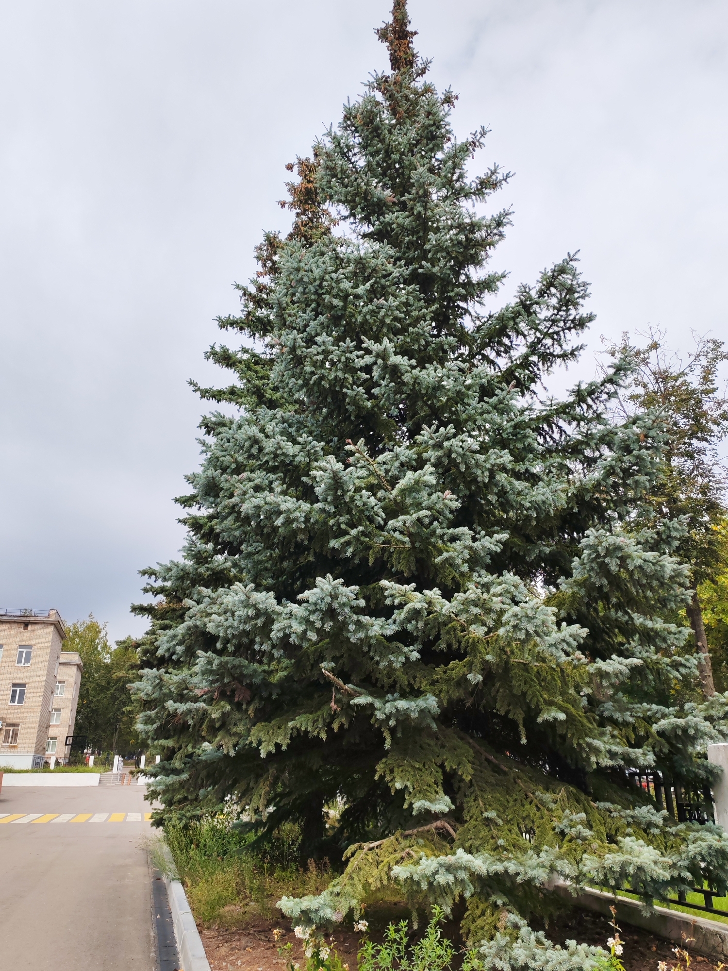 A tall, mature blue spruce tree with grayish-green needles dominates the right half of the frame. The tree has numerous cones visible on its branches. To the left of the spruce, a multi-story brick building with white-framed windows is partially visible. A paved road with a yellow and white pedestrian crossing runs in the foreground, bordered by a curb and a narrow strip of grass and small plants, some with white flowers. A black metal fence runs behind the spruce tree. The sky is overcast and gray. The scene appears to be in an urban or suburban setting in Chaikovsky, Russia. There are no people clearly visible in the image.