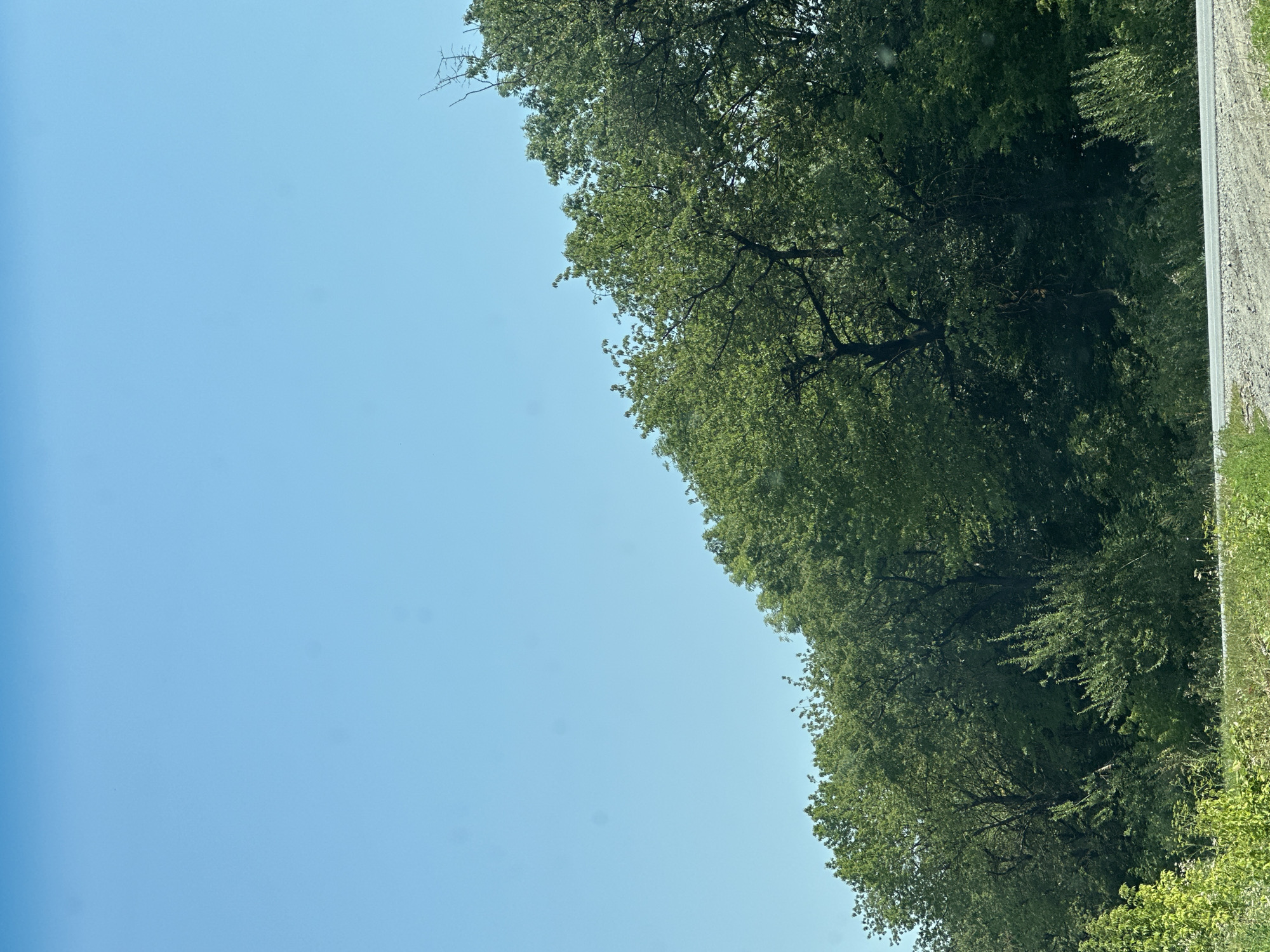 The image shows a clear blue sky above a dense line of green trees. The trees are of varying heights and types, with some appearing to be deciduous and others more conifer-like. The foliage is lush and full, suggesting a warm season. In the foreground, there is a strip of light-colored gravel or dirt road running horizontally across the bottom of the frame. Some green vegetation, including tall grasses and smaller plants, grows along the edge of the road and at the base of the trees. The overall impression is of a natural, undeveloped area bordering a road. There are no people or animals visible in the image. The image is a still photograph and no actions are taking place. The location in Shatava, Ukraine is not discernible from the visual content of the image itself.