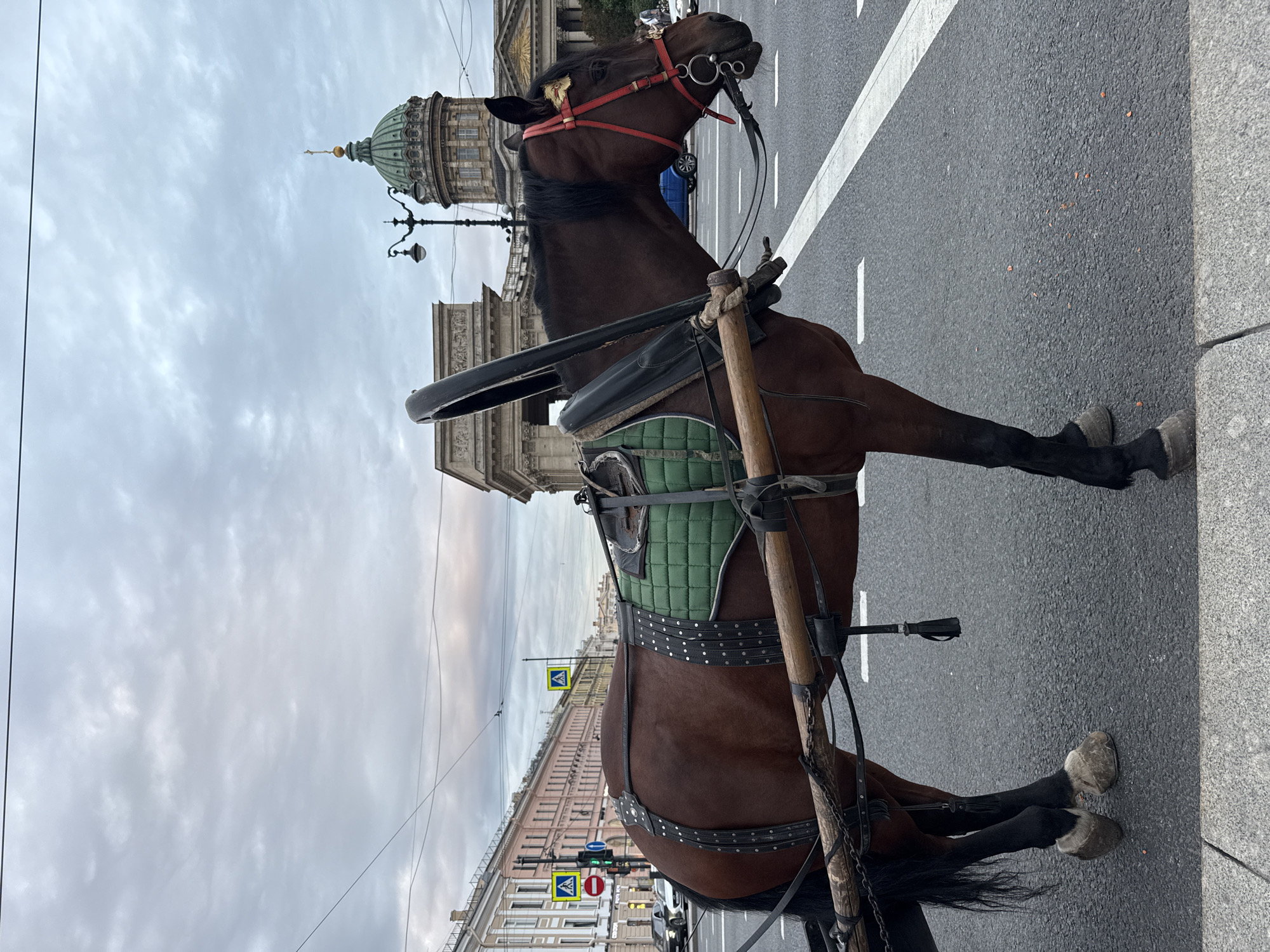 A brown horse, adorned with a green saddle pad and black harness, stands on a city street in Saint Petersburg, Russia. The horse is outfitted for pulling a carriage, with wooden shafts extending forward and a dark, curved metal piece above its back. The animal wears a red bridle with decorative gold accents around its eyes. In the background, a grand domed building, identifiable as Kazan Cathedral, is visible, along with classical architecture lining the street and pedestrian crossings with traffic signals. The sky is overcast, suggesting a cloudy day. The street appears to be a main thoroughfare, with traffic and infrastructure such as streetlights and power lines present. The horse is positioned in the middle of a crosswalk, with white lines marking the pedestrian path.