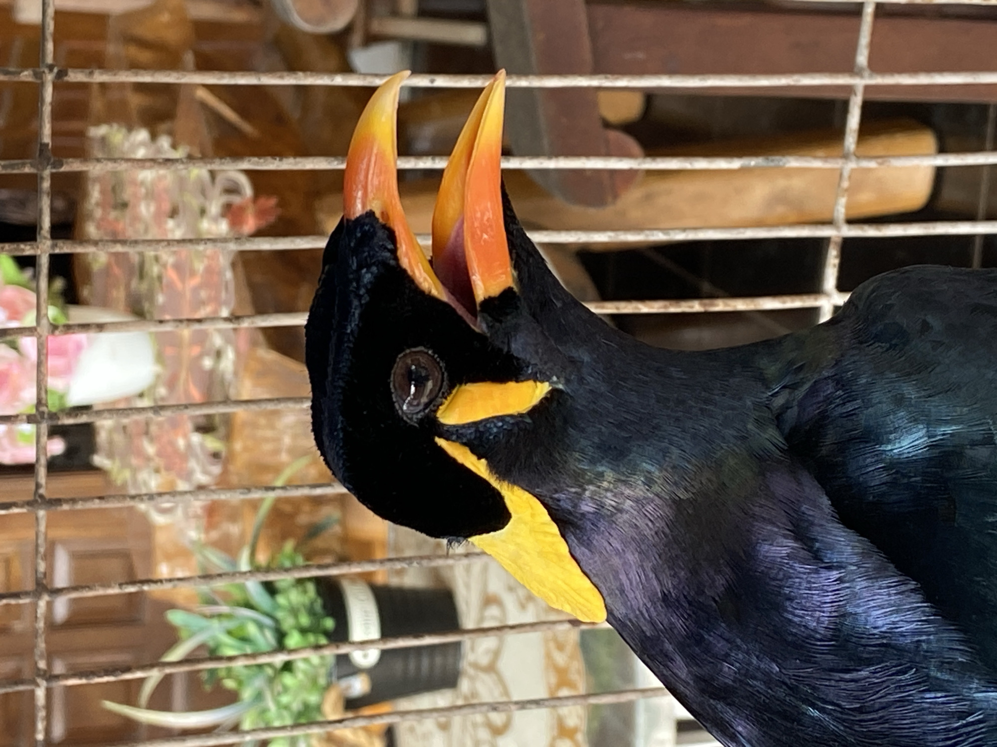 A close-up, eye-level shot shows a black bird with vibrant yellow markings on its head and a bright orange beak. The bird is positioned within a rusty metal cage, its beak open as if it is vocalizing or about to eat. The background is blurred, showing a hint of a room with wooden furniture and a potted plant. The overall lighting is soft and natural. The image was taken in Margorejo, Indonesia.