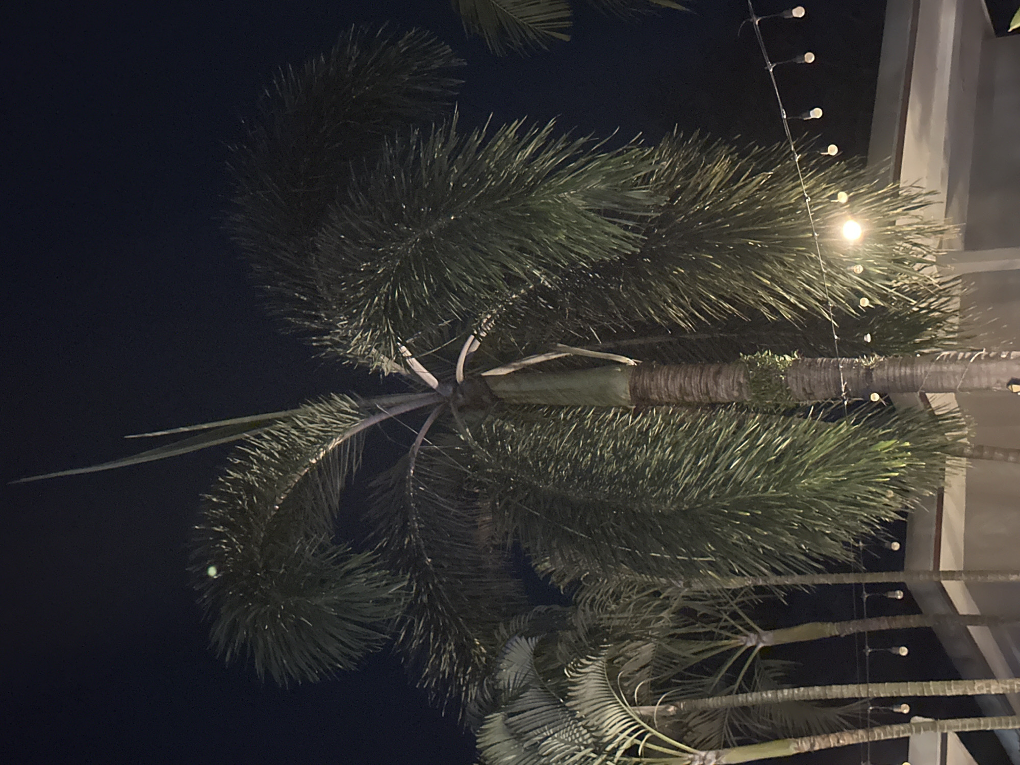 At night in Rawai, Thailand, a tall palm tree with dense, feathery fronds dominates the frame. The dark sky serves as a backdrop, with a few strands of string lights visible in the lower right quadrant, casting a warm glow on the foliage and a nearby structure. The fronds of the palm are illuminated from below, highlighting their texture and creating shadows. The overall scene is one of natural beauty and subtle ambiance.