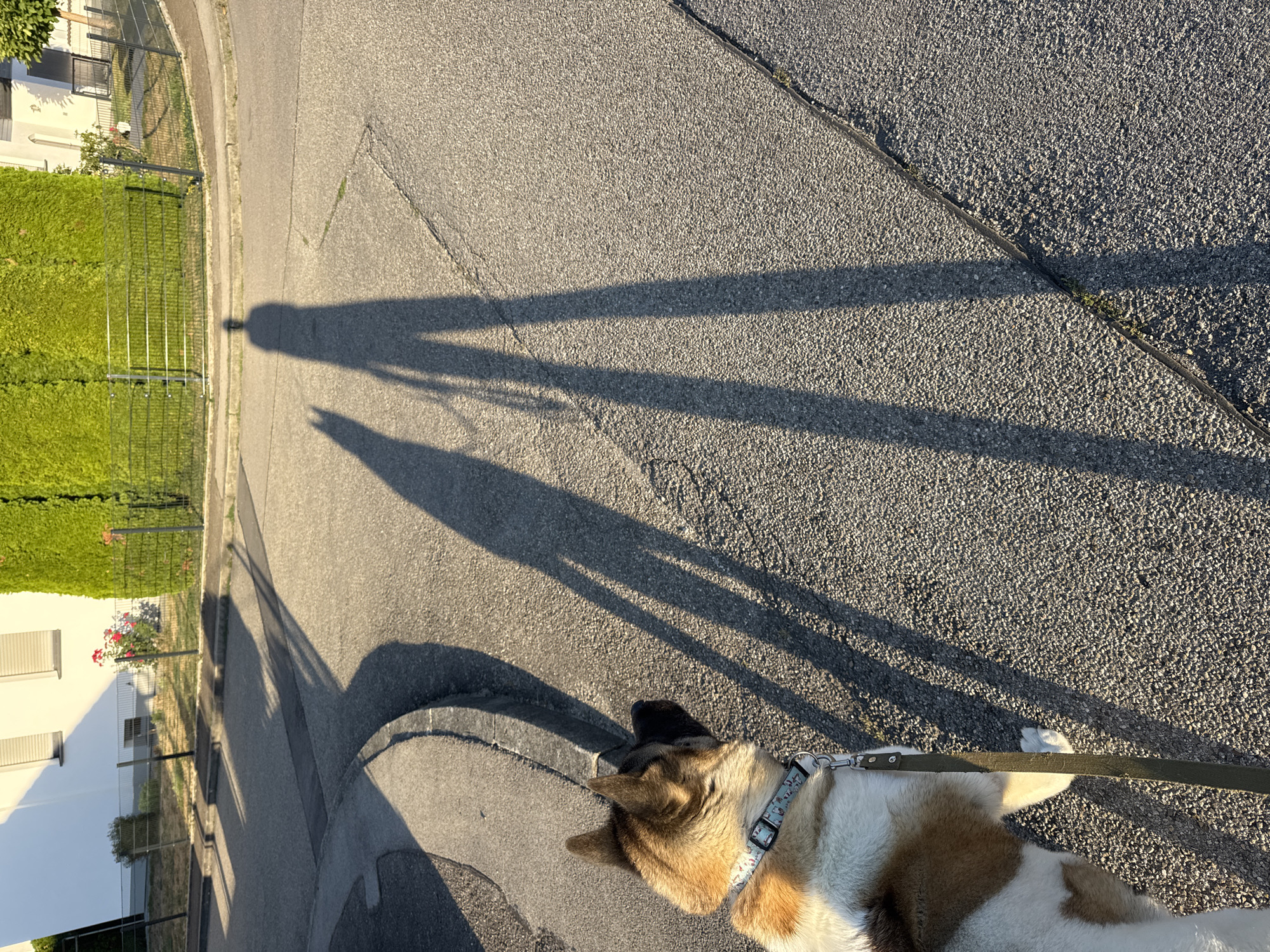 An Akita dog on a leash walks on an asphalt road in Wettstetten, Germany, casting a long shadow alongside the shadow of its owner. The scene is illuminated by the warm, low light of the setting sun. The dog, facing away from the camera and to the right, is wearing a patterned collar. Its fur is a mix of tan, white, and brown. The asphalt road curves slightly to the left, with a concrete curb and a narrow strip of grass. In the background, a white building with closed blinds and a tall, green hedge are visible. A black metal fence separates the property from the road. The shadows suggest the presence of at least two people walking together, one with the dog and another whose shadow is longer.