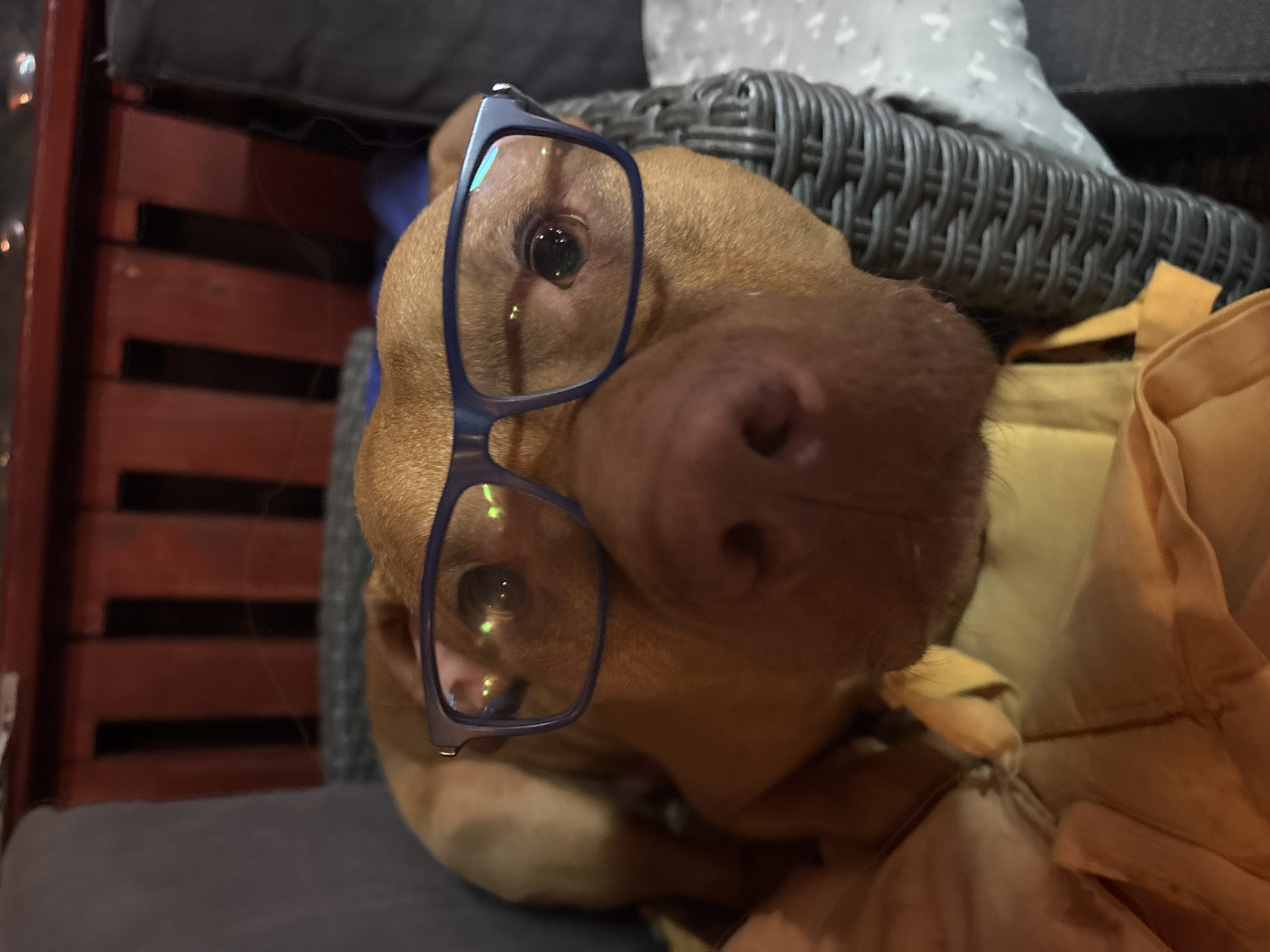 A brown dog wearing blue-framed eyeglasses is lying on a gray cushioned surface. The dog's nose is prominent in the foreground. The background includes a red-toned wooden surface and a gray woven texture. The photograph appears to be taken indoors under artificial lighting. There is no indication of the city of Lom, Bulgaria in this image.
