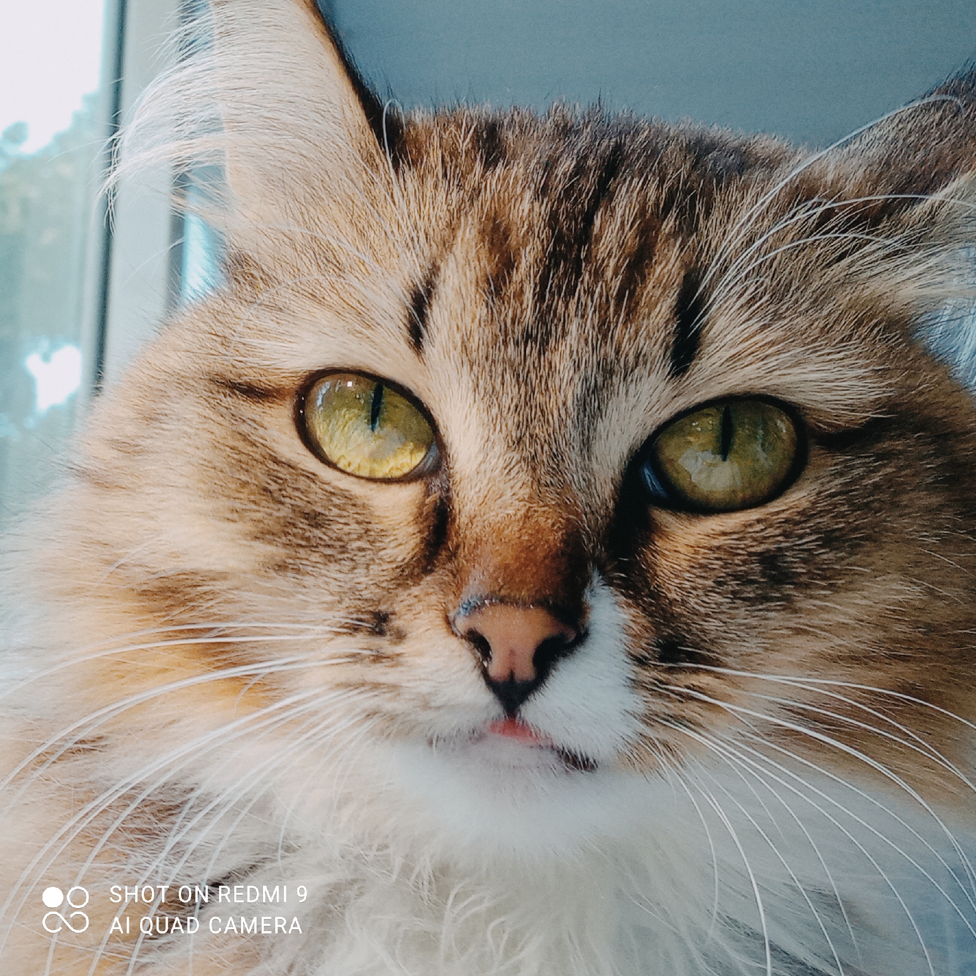 The image is a close-up photograph of a cat's face. The cat has striking green eyes and tabby-patterned fur in shades of brown, tan, and white. Its whiskers are prominent and white. A small pink tongue is visible slightly protruding from its mouth. The background is blurred, with a hint of a light blue and grey color, possibly a window or wall. In the lower left corner of the image, there are text overlays that read "SHOT ON REDMI 9" and "AI QUAD CAMERA". There is no identifiable information in the image to suggest it is located in Chaikovsky, Russia.
