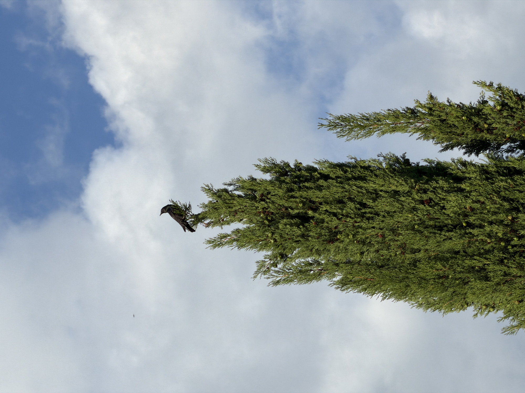 A single bird is perched on the branch of a green evergreen tree against a bright sky with scattered clouds. The bird is dark in color with its wings slightly spread as if preparing to take flight. The tree's branches are dense and covered in small, dark cones. The sky is a mix of blue and white, suggesting a partly cloudy day. The perspective is looking upwards from below the tree. The image appears to be taken during daylight hours, given the brightness of the sky. No text is visible in the image.