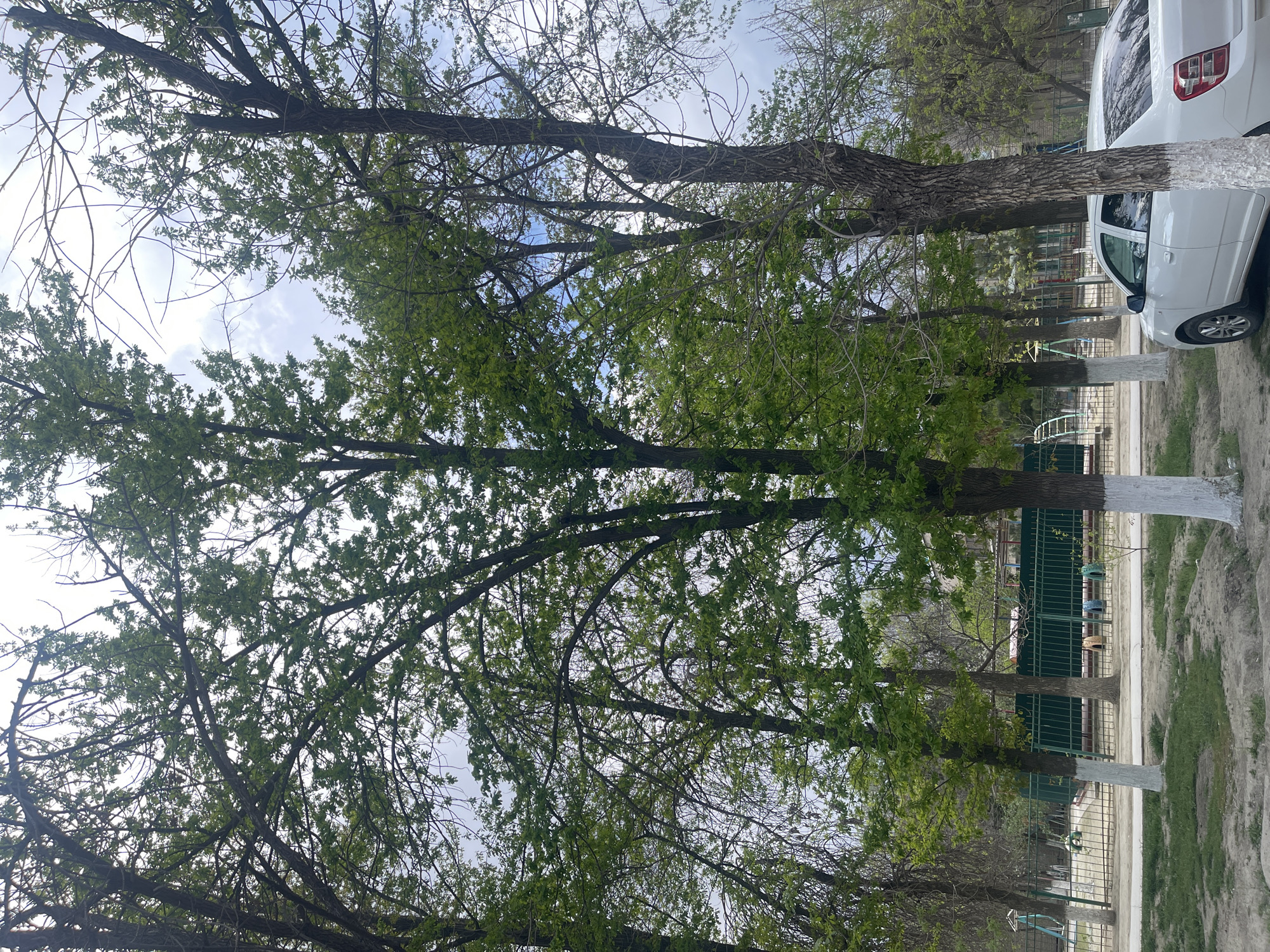 The image shows a street scene in Navoiy City, Uzbekistan. Several tall trees with white-painted lower trunks line the street. The trees have a mix of bare branches and emerging green leaves, suggesting springtime. A white car is parked next to one of the trees. In the background, a green metal fence encloses a yard or park. The ground appears to be a mix of dirt and grass. The sky is visible through the branches, showing a partly cloudy day. The buildings are partially visible, and it gives the impression of a residential area or park.