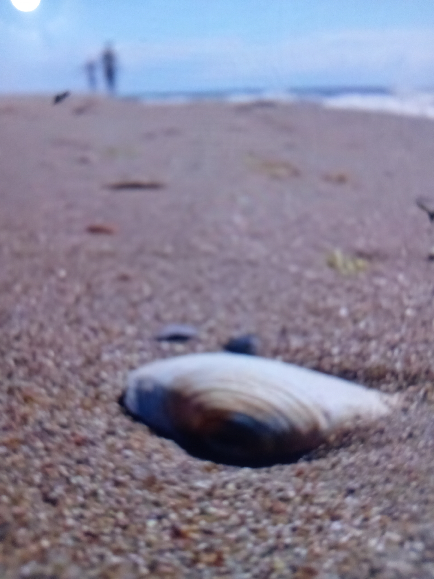 This is a low-angle, slightly out-of-focus medium shot of a seashell nestled in the sand on a beach. The shell is prominent in the foreground, with its pearly interior visible. The sand is composed of small, pebble-like grains. In the background, the ocean meets the sky, with gentle waves breaking on the shore. Two figures, blurred and distant, are walking on the beach, and a dark object, possibly a bird, is in flight. A bright, circular object in the upper left corner suggests either the sun or the moon. The sky is a clear blue with some hazy clouds. The overall impression is one of a peaceful, somewhat serene beach scene. The time of day is unclear due to the ambiguity of the bright circular object and the general lighting conditions, but the clear sky suggests fair weather. The location is a beach, likely near the ocean. There is no visible text in the image.