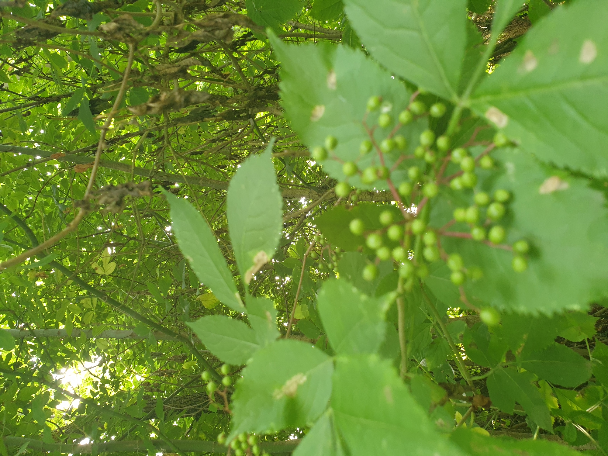 The image shows a close-up view of green foliage and small, round, green berries on a plant. The berries are clustered together on thin stems. The leaves are a vibrant green, with some lighter spots and signs of slight damage or discoloration. The background is filled with more green leaves and branches, creating a dense, leafy environment. Sunlight filters through the leaves, creating a dappled effect and highlighting the textures of the plant. There are no people or man-made objects visible in the image. The scene appears to be in a natural, outdoor setting.
