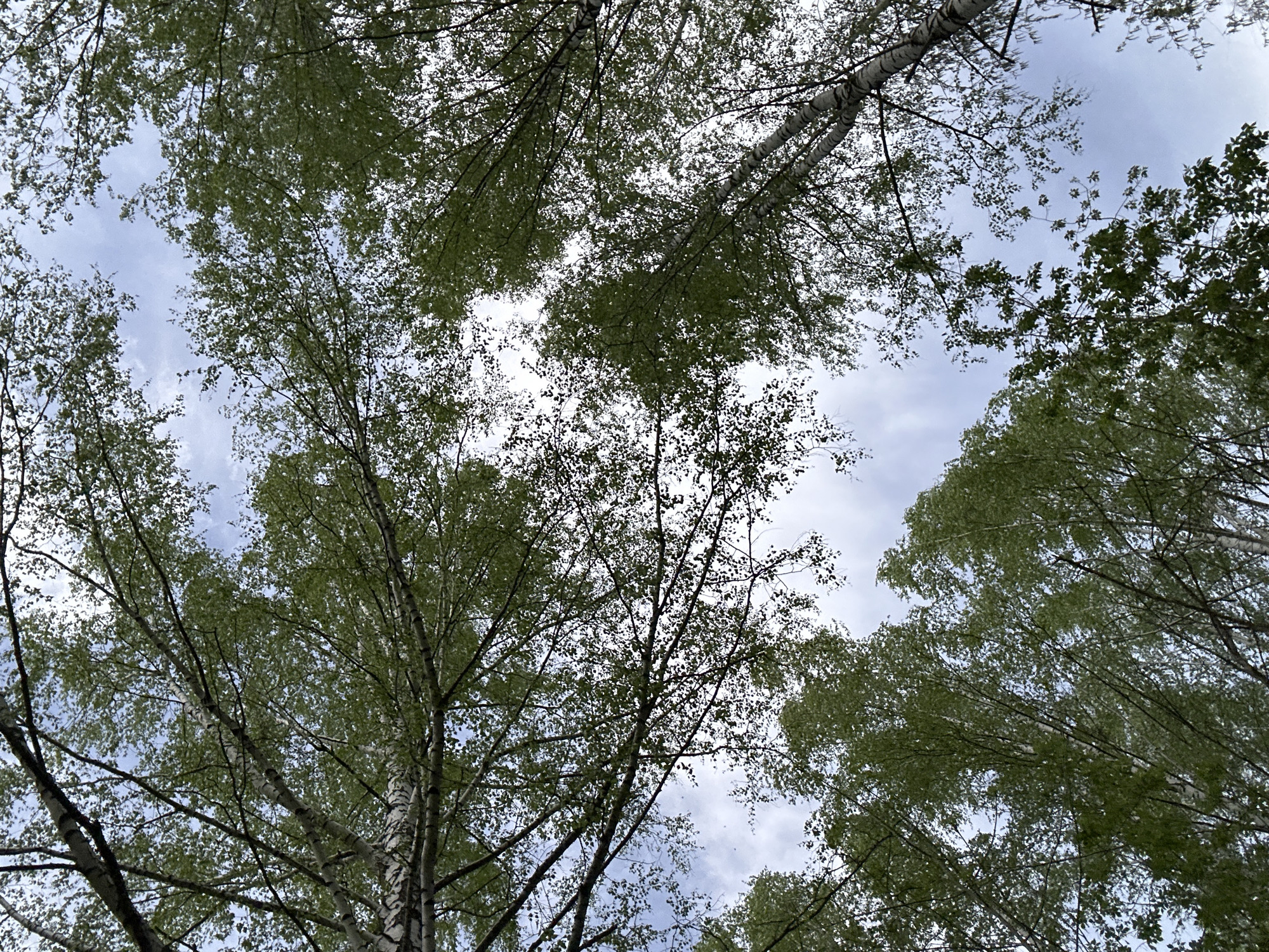 The image shows a view looking up through the canopy of trees toward the sky. The trees appear to be birch, due to their white bark with dark markings. The sky is visible through gaps in the foliage and is a pale blue color with patches of clouds. The location appears to be a forest or wooded area. There are no people visible in the image.