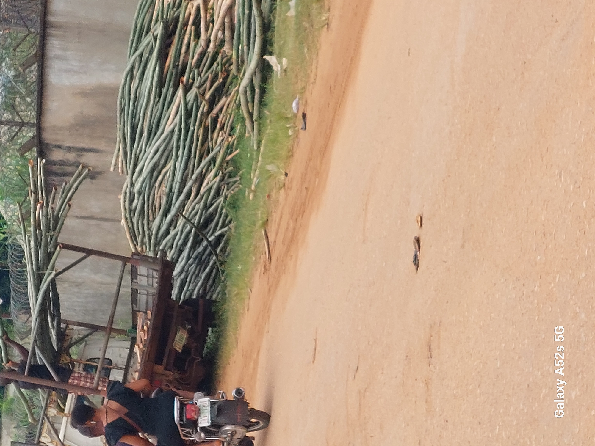 In Umudioka, Nigeria, a motorcyclist wearing a black dress and a passenger are riding on a dirt road. They are positioned behind a truck loaded with bamboo. The truck is stopped near a large pile of harvested bamboo. A concrete wall and a fence are visible in the background. The road is dirt, and there is grass growing alongside it. Several pieces of trash are scattered on the side of the road. The scene appears to be a rural or semi-rural setting within Umudioka.