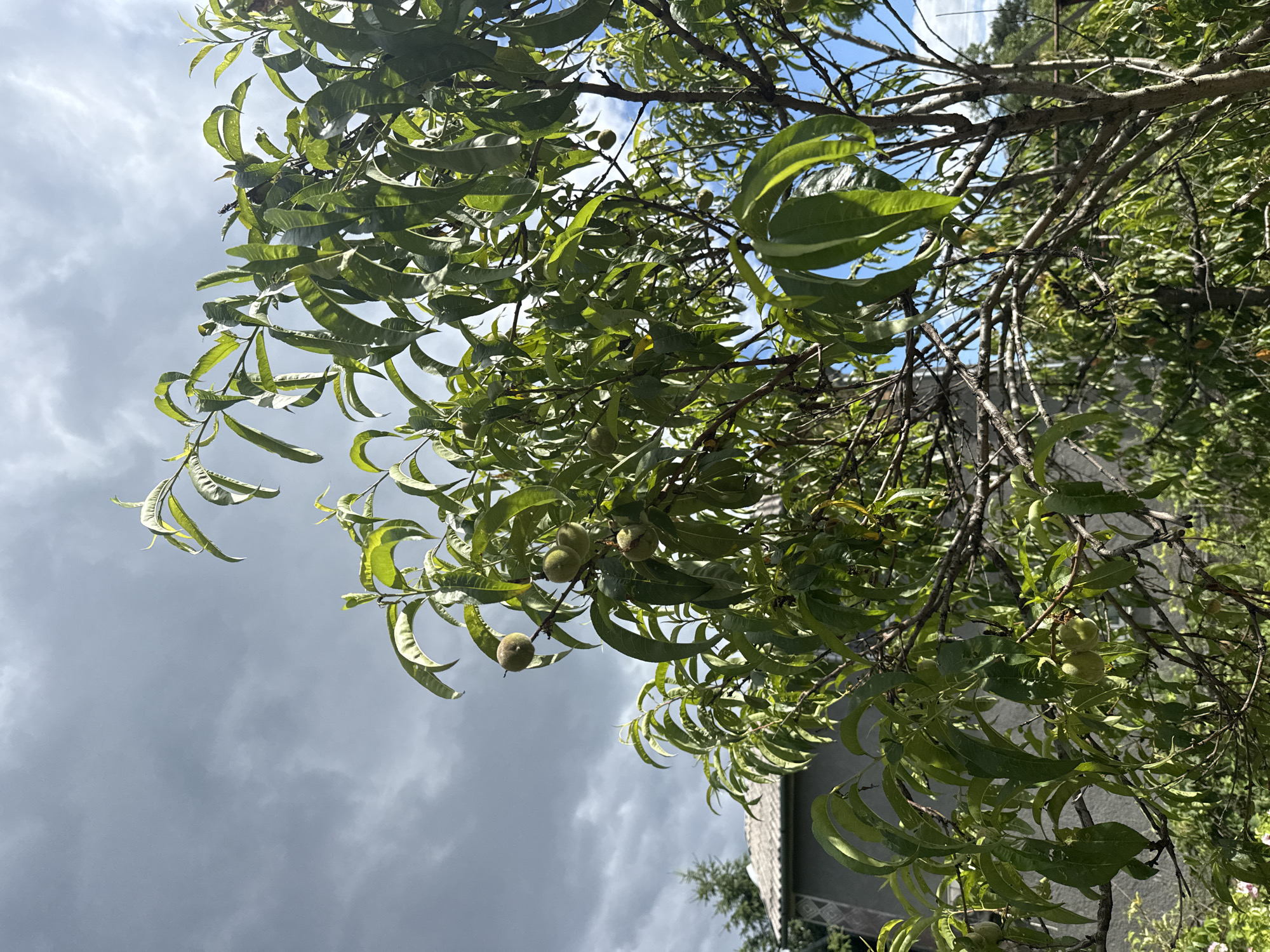 An outdoor, eye-level shot captures a peach tree bearing small, green fruit, set against a backdrop of a cloudy sky and a building. The tree dominates the foreground, its branches laden with lush green leaves and several clusters of unripe peaches. In the background, a portion of a grey building with a tiled roof is visible, partially obscured by the foliage. The sky is a mix of dark, heavy clouds and patches of blue sky, suggesting a dramatic weather change. The overall scene is a snapshot of nature within a semi-urban environment, likely in Obukhivka, Ukraine, given the context.