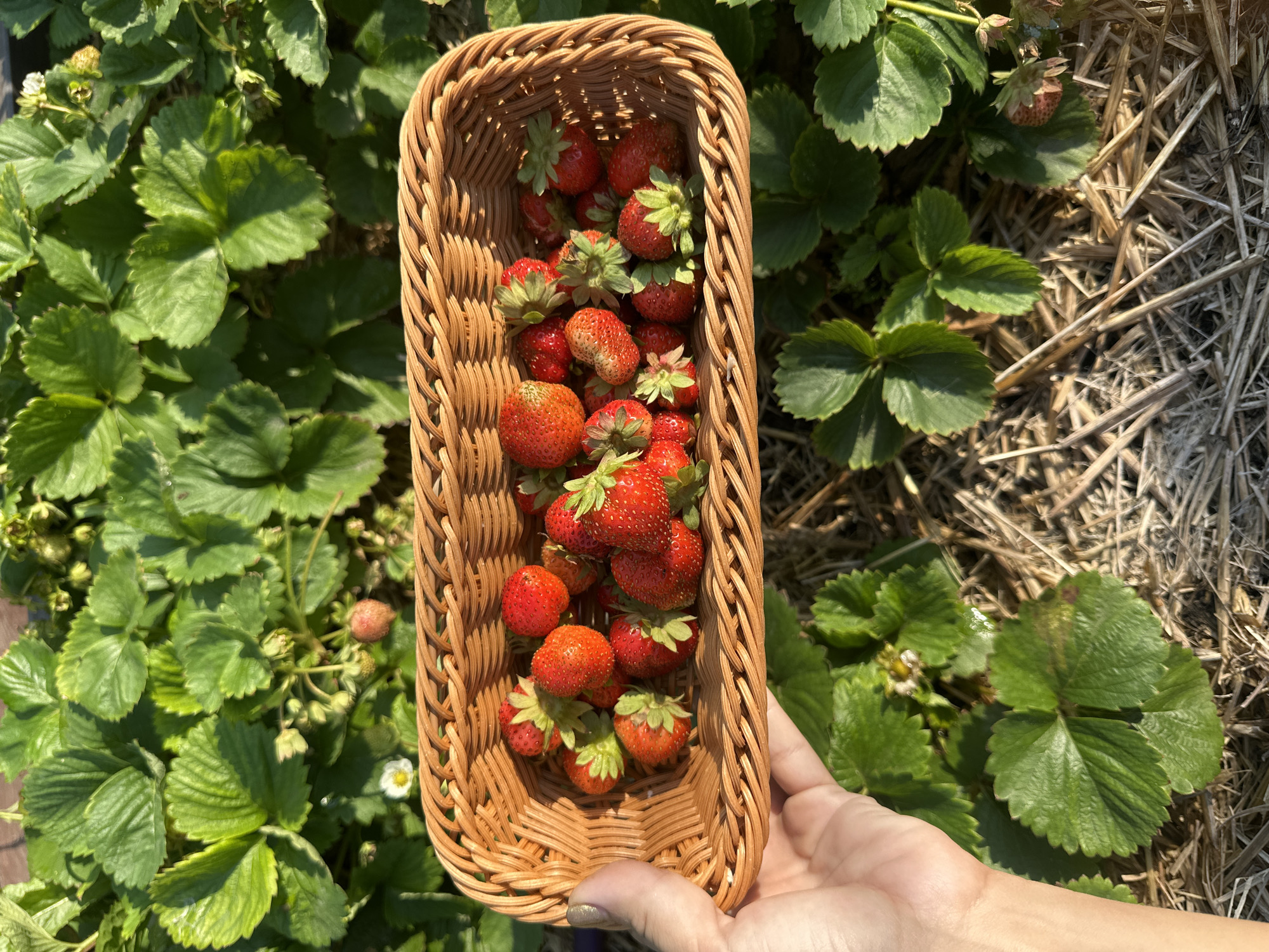 In an outdoor scene, a person's left hand, with painted fingernails, holds a small, rectangular, woven basket filled with ripe strawberries. The basket is positioned over a bed of strawberry plants, which are characterized by their green leaves and some visible straw mulch. The strawberries in the basket are predominantly red, with some showing hints of orange, and their green leafy tops are still attached. The background consists of more strawberry plants, some with tiny white flowers, suggesting a garden or farm setting. The lighting indicates it is daytime, with sunlight casting shadows on the plants and straw. The location is described as Самарский, Russia, implying a rural or agricultural area within or near the city of Samara.