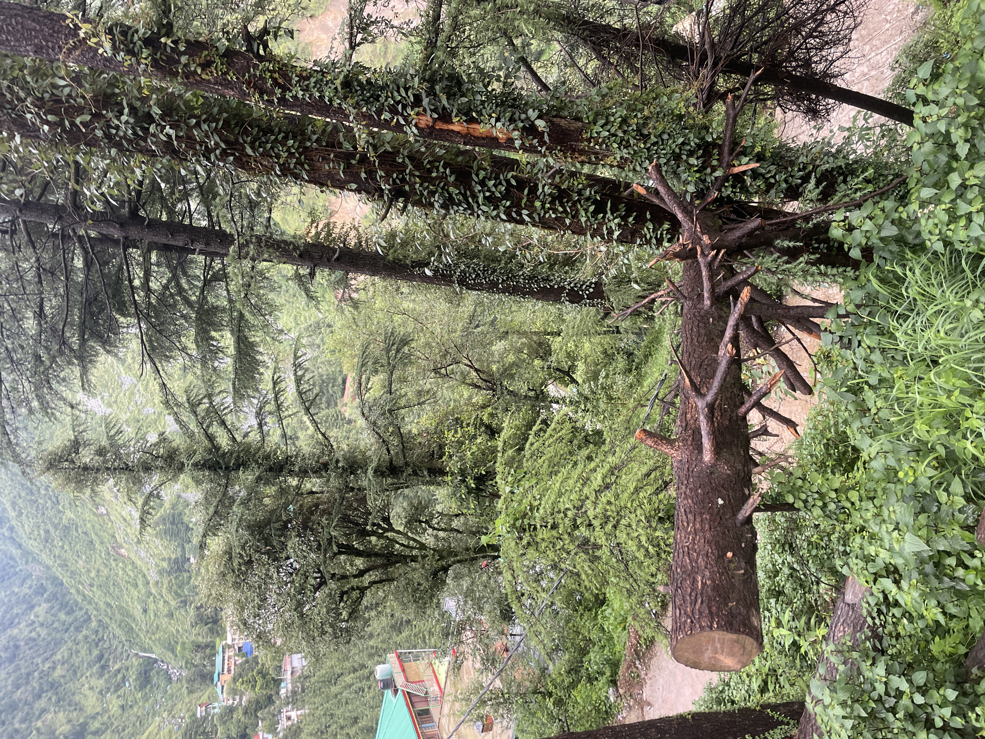 In the city of Bhagsu, India, a downed tree lies across a path amidst a lush, green forest. The fallen tree is large and appears to have been recently cut, with its trunk and branches scattered. The surrounding environment is dense with foliage and tall trees, creating a sense of natural beauty and wilderness. In the background, a village can be seen nestled on a hillside, with buildings and houses dotting the landscape. A waterfall cascades down a distant mountain, adding to the scenic beauty of the location. The overall scene depicts a tranquil and picturesque natural setting within a mountainous region.