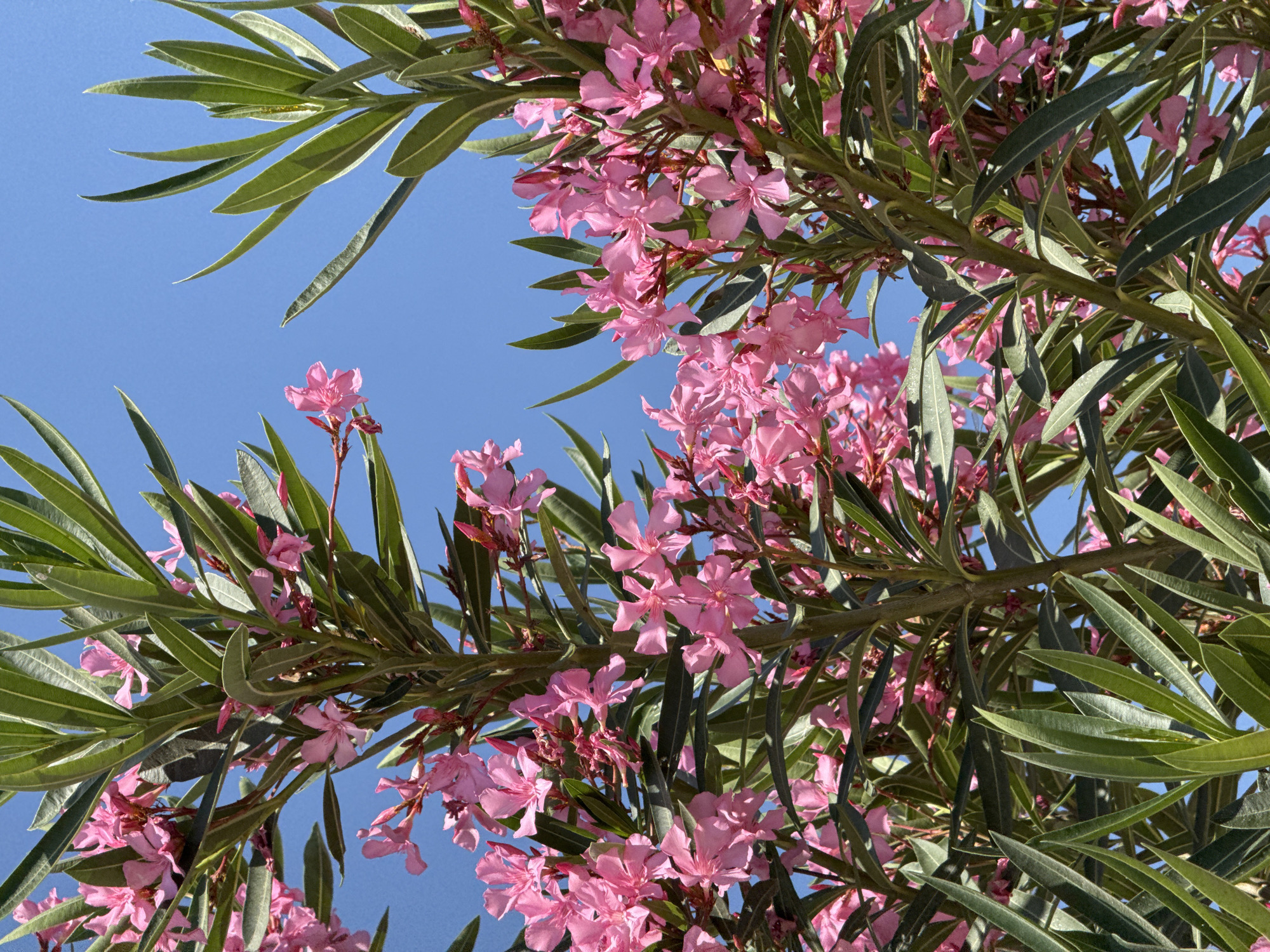 This media file is a close-up, low-angle shot of a flowering oleander plant against a bright blue sky. The focus is on the clusters of delicate pink flowers and the long, slender green leaves of the plant. The branches of the oleander are visible, some thicker and woody, others thinner and supporting the blooms and foliage. The flowers are in various stages of bloom, with some fully open and others still in bud. The bright sunlight illuminates the flowers and leaves, creating highlights and shadows. The clear blue sky suggests it is a sunny day, likely during daylight hours. There are no people or other objects in the frame, and no visible text. The setting appears to be outdoors, possibly in a garden or natural landscape where oleander plants are common. The overall impression is one of vibrant natural beauty and the warmth of a sunny day.