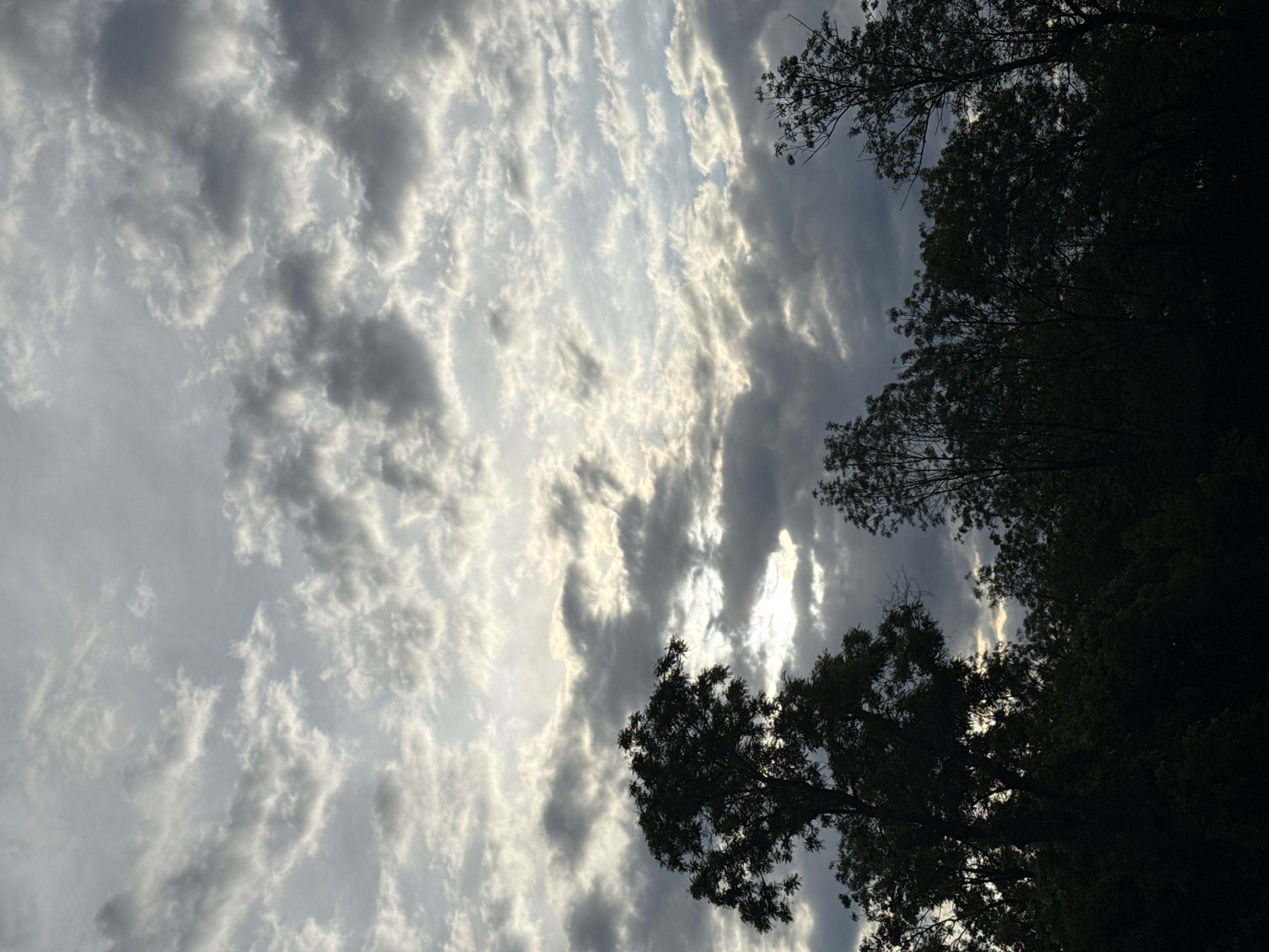 The image presents a dramatic view of a cloudy sky, with dark tree silhouettes framing the scene. The sky is largely covered by a dense array of clouds, exhibiting a striking contrast between bright white and light gray patches where sunlight breaks through, and darker, ominous gray masses. The light appears diffused and radiant in several areas, suggesting the sun is either directly behind or within the cloud cover, illuminating them from within.
Along the right side and extending into the bottom right corner of the frame, the dark, almost black, shapes of tree branches and foliage are prominent. These trees are heavily silhouetted against the bright sky, with individual leaves and branches visible, creating a strong visual contrast. They appear to be part of a dense wooded area or forest, seen from a low vantage point, looking upwards towards the canopy and the sky beyond.
The scene depicts an outdoor setting on a cloudy day. The quality of light, with its mixture of bright radiance and deep shadows, could indicate either early morning or late afternoon, though it could also be a generally overcast day with the sun occasionally piercing through. The weather appears dramatic and dynamic. There are no human subjects, objects, or activities visible, nor is there any visible text. The location of this scene is Pleven, Bulgaria.