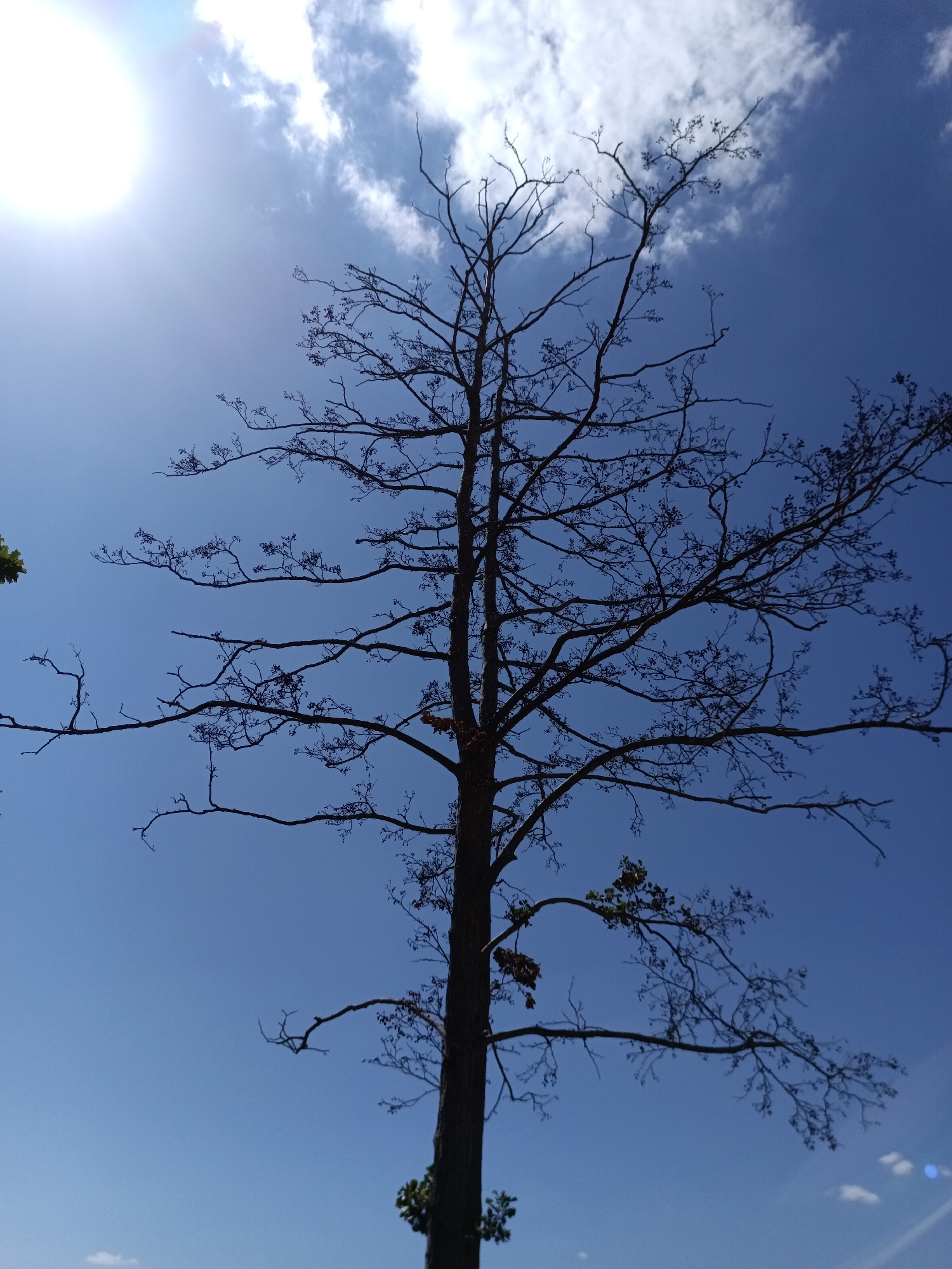 The image shows a silhouetted tree against a bright blue sky. The sun is visible in the upper left corner, with some clouds partially obscuring it. The tree is tall and appears to be bare of leaves, with many spindly branches reaching outwards. Some small clusters of leaves are visible on a few of the branches. The sky is a clear, vibrant blue, with a few wispy white clouds. The image was taken outdoors in Jumièges, France.
