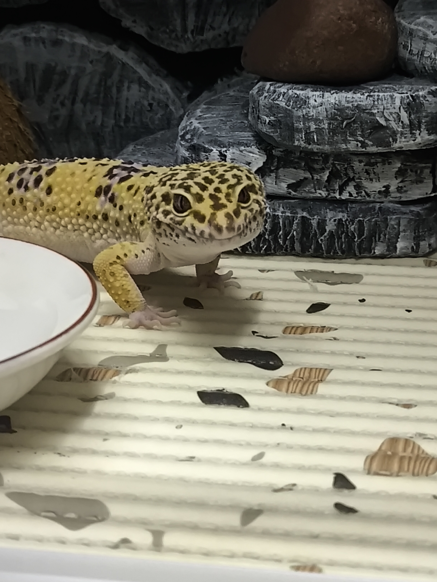 A yellow gecko with black spots is on a beige, striped surface. A white bowl is partially visible in the lower left corner of the frame. In the background, there is a rock-like structure, with one smooth, brown rock atop the structure.
I cannot provide the location of this image.