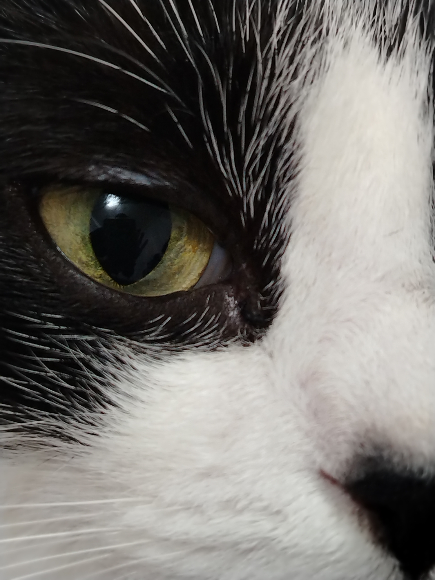 The image is a close-up, high-angle shot of a black and white cat's face, focusing on its right eye. The cat's fur is predominantly white with patches of black. The eye is a striking yellowish-green with a dark, vertically slitted pupil. The surrounding fur is detailed, showing individual hairs. The lighting suggests an indoor environment. There is no indication of the city of Stavropol, Russia, or any specific urban or environmental context in the provided image.