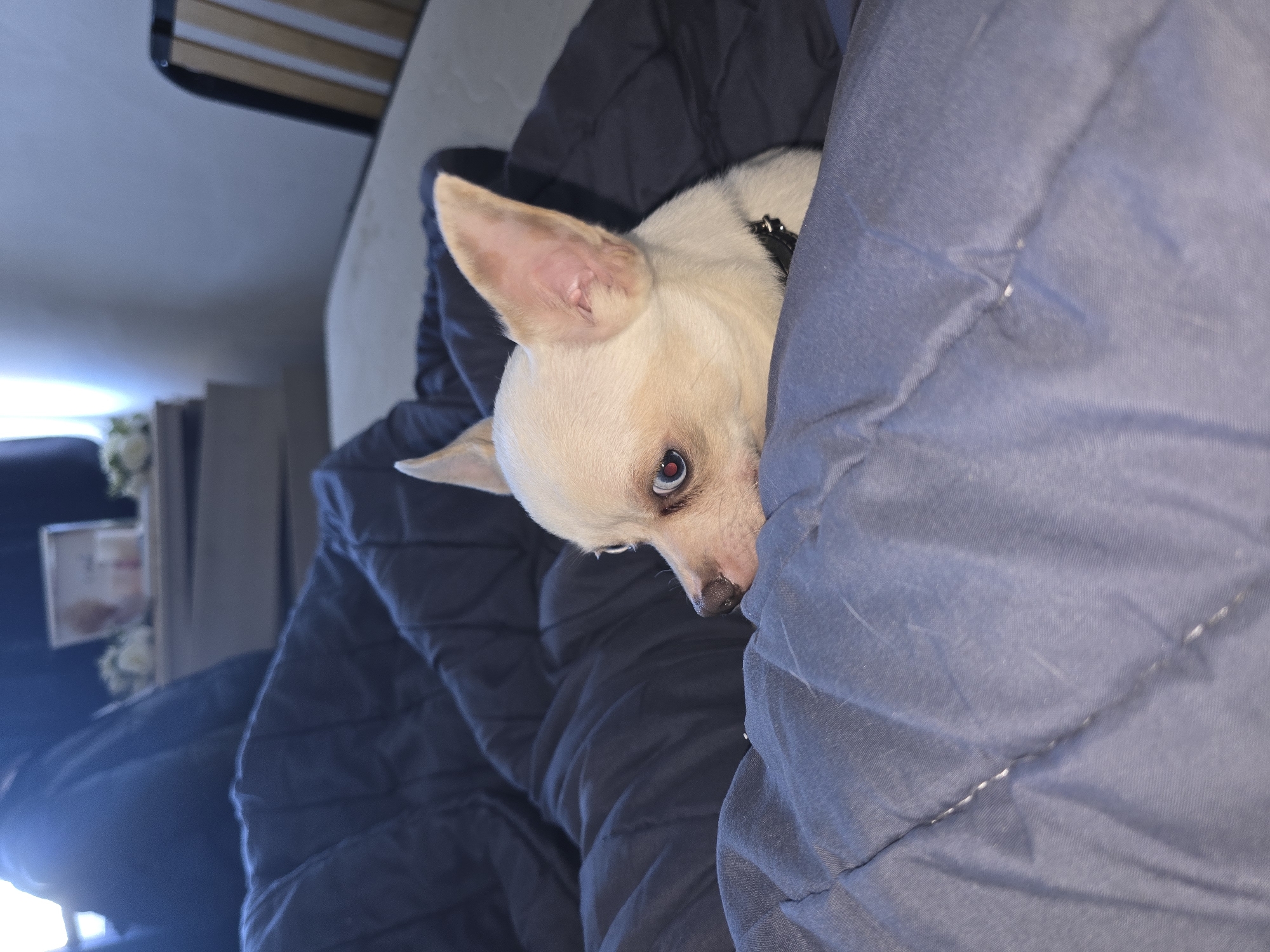 This media file captures an indoor scene, likely a bedroom, with a small dog snuggled under a blanket. The image is oriented sideways, with the dog's head appearing on the right side of the frame.
The main subject is a light-colored dog, possibly a Chihuahua, peeking out from under a dark blue or grey quilted blanket. Its pale fur contrasts with the blanket. One prominent, large ear is visible, standing upright, with some reddish-brown pigmentation on its inner surface. The dog's face is partially obscured by the blanket, but one eye is clearly visible, featuring a distinct bluish iris and a reddish pupil, looking directly towards the viewer with a curious or shy expression. A black collar is visible around its neck. Its nose appears dark.
The dog is nestled within the folds of the dark blue/grey blanket, which has a quilted pattern. Behind the dog, another section of a similar dark fabric is visible, possibly part of the same bedding. In the background, to the left of the dog, a light-colored wall or headboard is present. At the "top" of the image (which would be the side of a bed if rotated upright), a wooden bed frame with slats is visible. Further in the background, out of focus, there are hints of furniture or decor, including what appears to be white or light-colored objects, possibly flowers, on a surface.
The activity taking place is the dog cozying up or peeking out from under the blankets, suggesting a relaxed and comfortable moment. The lighting is soft and ambient, characteristic of an indoor setting, and does not strongly indicate a specific time of day. No visible text is present within the image. While the location context is Hem, France, there are no visual cues in the image itself to confirm this.