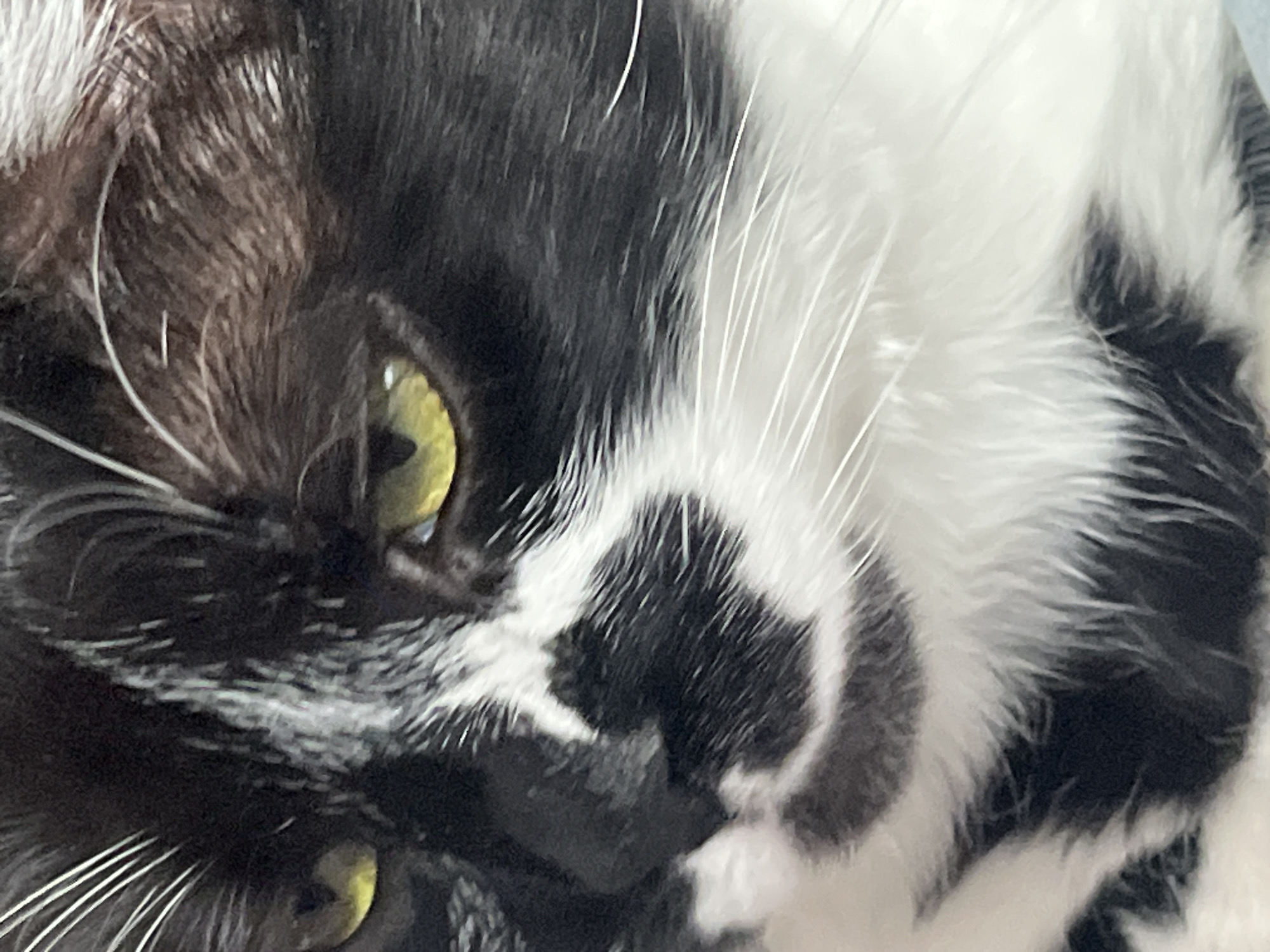 The image is a close-up portrait of a black and white domestic cat, primarily showing its face and part of its body. The cat appears to be resting or lying down, with its head slightly tilted. Its most striking features are its two large, bright yellow-green eyes with vertical pupils, which are focused intently, possibly at the viewer. A reflection of a light source is visible in the upper eye.
The cat has predominantly black fur around its eyes and parts of its face, with white fur covering its cheeks, muzzle area, and extending across its body. Numerous long, white whiskers extend outwards from its muzzle. The bicolour pattern of black and white fur is clearly visible on its body, with distinct black patches against the white. A small, dark nose is partially visible between the eyes. The lighting is soft, highlighting the fur texture and the cat's calm, observant expression. The background is softly blurred and appears to be a light-colored, soft surface, likely indicating an indoor setting. There is no visible text.