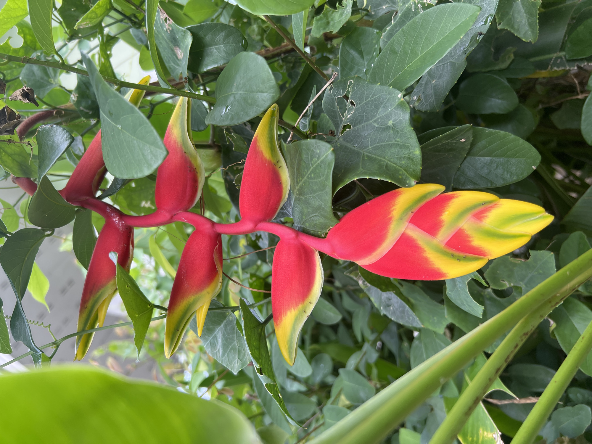 A close-up, eye-level shot shows a vibrant red and yellow heliconia flower hanging in a lush green environment. The heliconia’s bracts are arranged in a pendulous cluster, with the upper ones a vivid red and the lower ones transitioning to bright yellow. Green leaves, some large and some smaller, surround the flower, creating a dense foliage background. The overall impression is of a tropical plant in a natural or cultivated setting. The image was taken in Choeng Thale, Thailand.