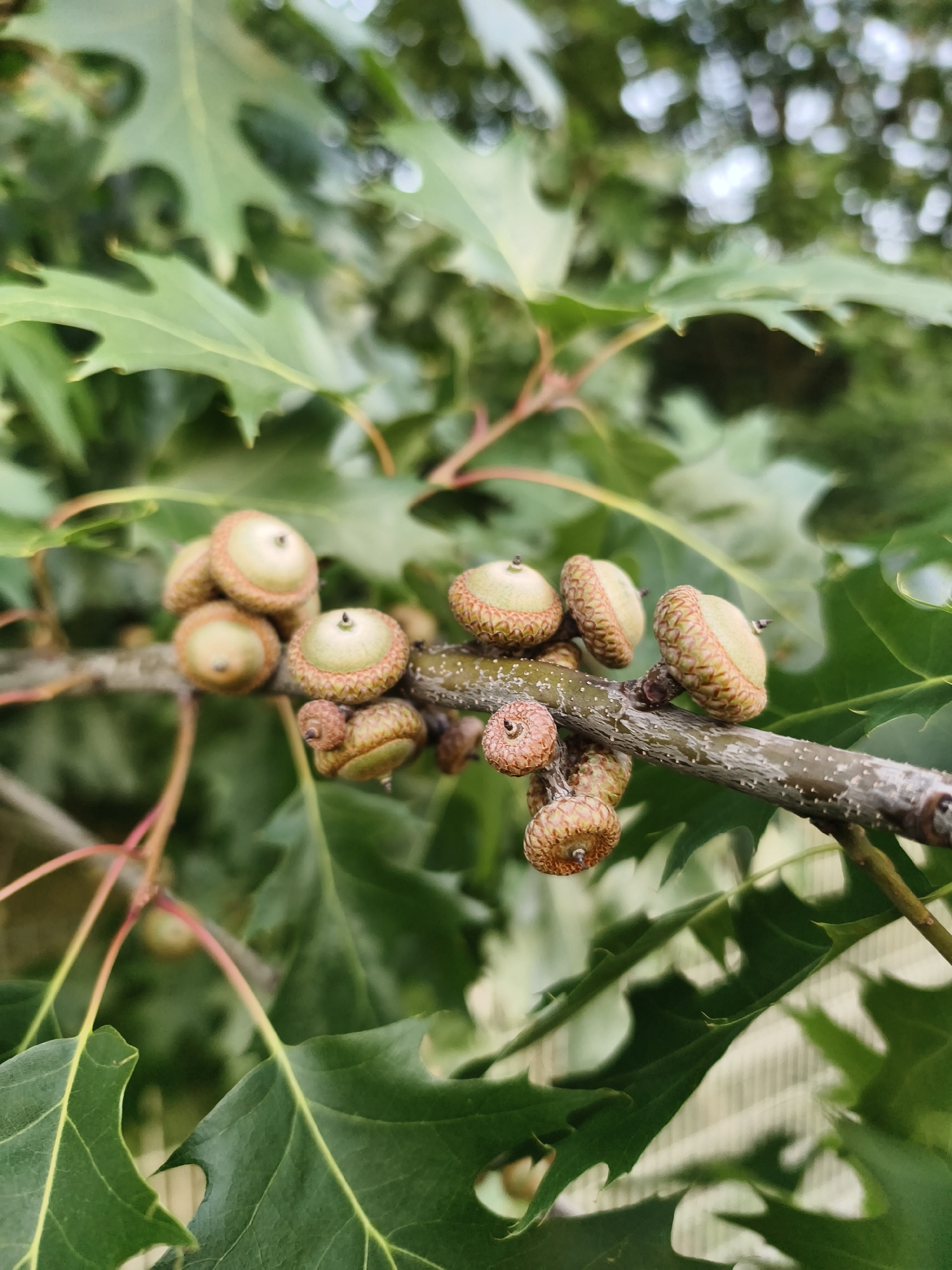 A close-up, eye-level shot captures a cluster of acorns and their caps on a branch of an oak tree. The acorns are a light brown with green caps, and some appear to have started to detach from the branch. The branch itself is gray and speckled with small white dots, and it runs horizontally across the frame. Behind the acorns, the background is a blur of green oak leaves and lighter, out-of-focus shapes, suggesting a sunny day. The scene is natural and appears to be located outdoors, likely in a park or forested area. There are no people visible in the image. The image was taken in Tczew, Poland.