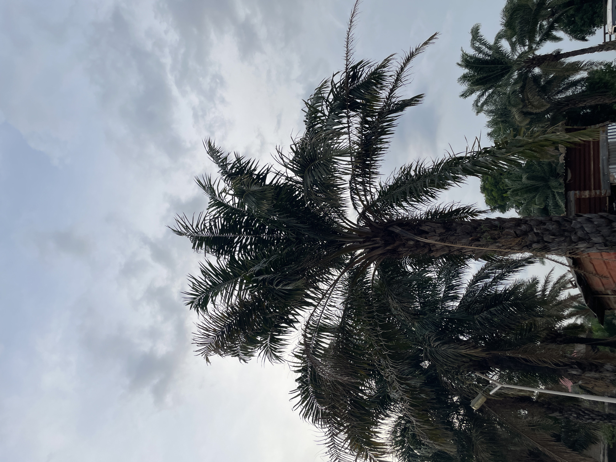 The image shows a view looking up into several palm trees against an overcast sky. The location is Akwanga, Nigeria. The palm trees appear to be located near buildings, with a fragment of a corrugated metal structure visible on the right side of the image. There is also a streetlight below the palm trees, along with an American flag hanging. There are no people visible in the image.