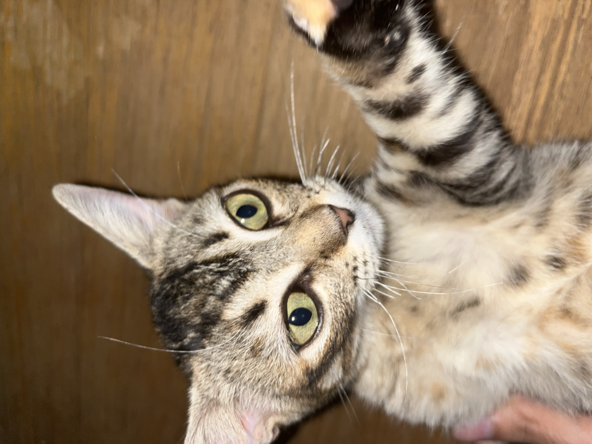A domestic cat, appearing to be a young tabby, is the central subject, positioned on its back and looking upwards and slightly to the viewer's right. Its front right paw is raised, extended towards the upper right quadrant of the image. The cat has short fur with a striped and spotted tabby pattern, featuring shades of brown, black, and cream. The chest and belly exhibit lighter, cream-colored fur with distinct dark spots, while the head and limbs display dark brown/black stripes. Its eyes are large, round, and dilated, showcasing a vibrant green-yellow iris with black vertical pupils. Multiple long, white whiskers extend from its muzzle, and its ears are upright and pointed. A human hand, showing light-toned skin and visible fingers, is partially visible in the lower left, appearing to support or hold the cat's body. The background is uniformly brown and appears out of focus, consistent with an indoor setting, possibly a wooden surface such as a floor or wall. Lighting appears to be artificial, casting reflections within the cat's eyes.
