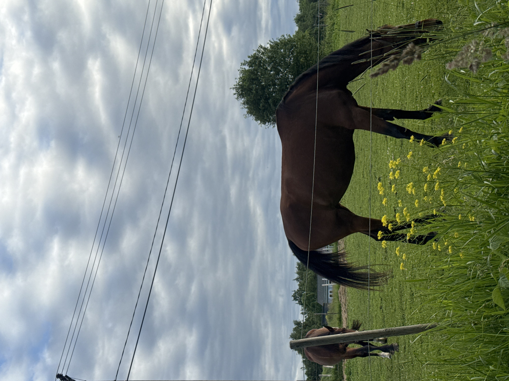 The image depicts a rural outdoor scene, likely on a cloudy day, in Saue, Estonia. Two horses are present in a grassy field, enclosed by a wire fence in the foreground. The horse in the foreground is a dark brown color and is grazing with its head lowered. The horse in the background is partially visible and is also brown. Yellow wildflowers are scattered throughout the field. In the distance, there are trees and a small building. Power lines stretch across the upper portion of the image. The overall impression is one of a serene, pastoral landscape.