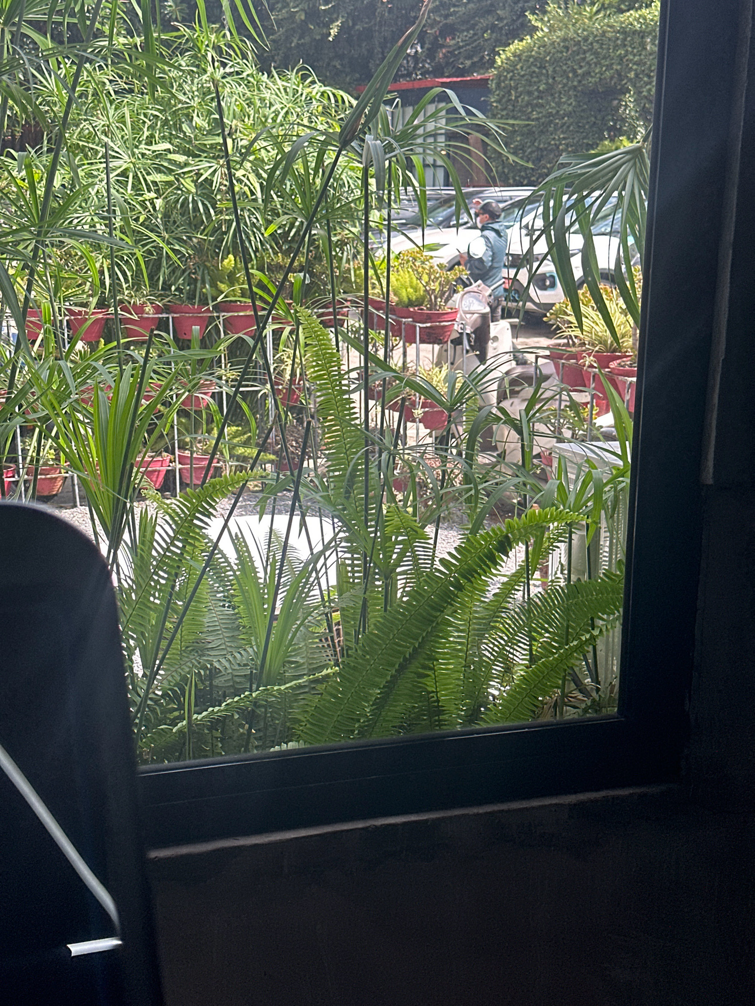 The image, taken in Lalitpur, Nepal, shows a view through a window of an outdoor area filled with lush greenery and potted plants. In the foreground, the dark frame of the window is visible, and on the left, a portion of a dark, upholstered object, possibly a chair, is in sharp focus. The middle ground is dominated by a dense collection of plants, including ferns with feathery fronds and taller plants with thin, grass-like leaves. Many of these plants are in red potted containers, arranged on what appears to be a metal rack or fence. Beyond the plants, a white car and a scooter are partially visible, suggesting a street or parking area. A person wearing a light-colored jacket, a face mask, and a cap is seated on the scooter, holding what appears to be a phone. The background is filled with more foliage and trees, indicating a green and vibrant outdoor environment. The lighting suggests it is daytime, with sunlight filtering through the leaves.