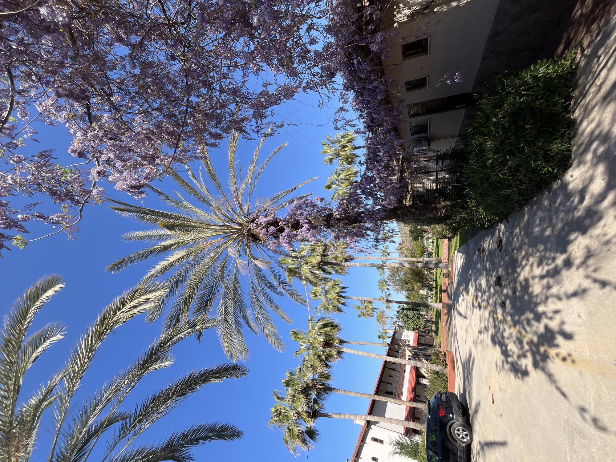 The image depicts a street scene in what appears to be Alanya, Turkey. A row of palm trees lines the street, interspersed with buildings. A dark-colored car is parked alongside one of the buildings. Overhead, there are trees blooming with purple flowers, possibly Jacaranda trees. The sky is a clear blue. Shadows cast by the trees and buildings fall on the pavement. There are no people visible in the scene.