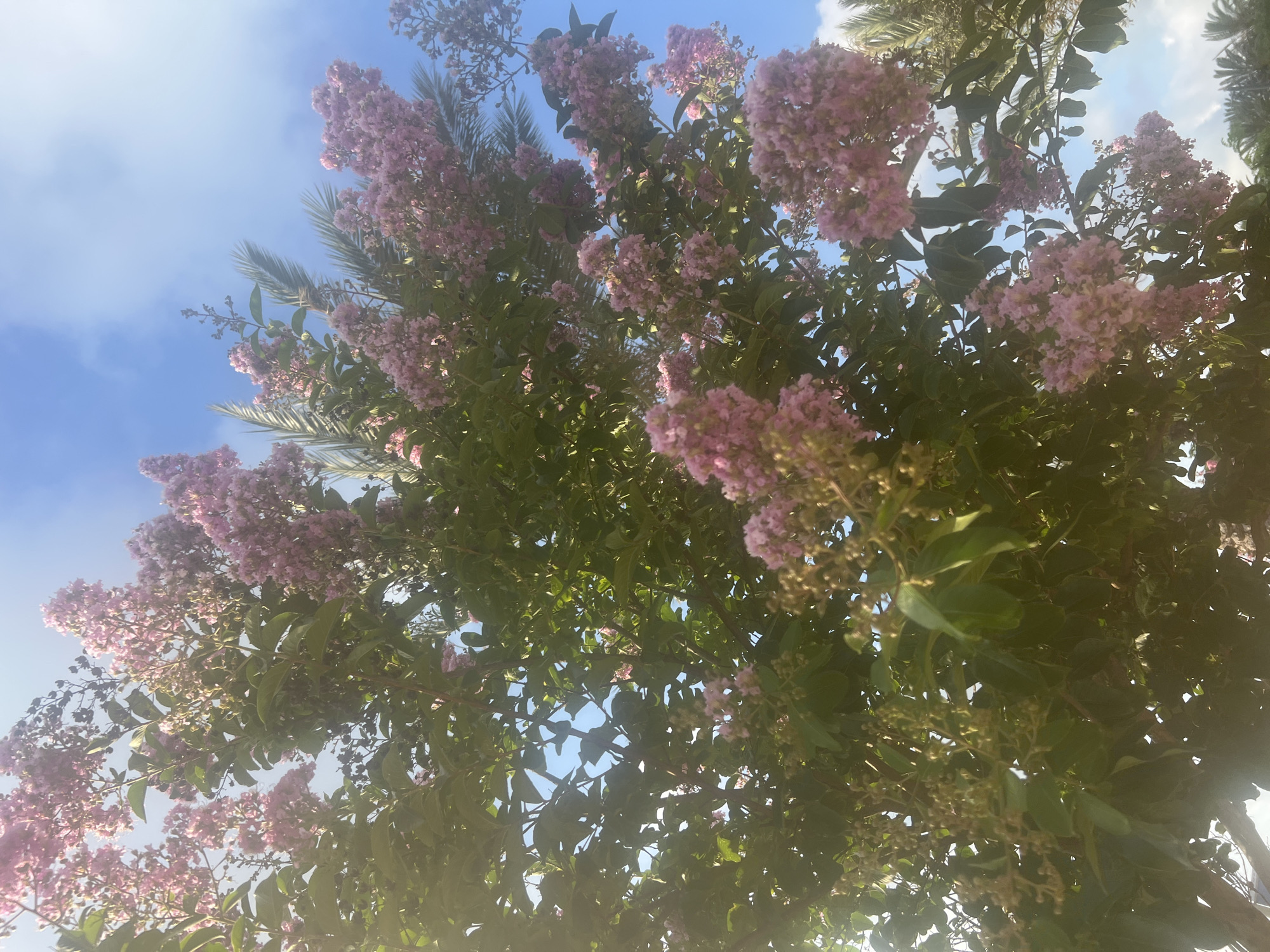 The image shows a view looking up through the branches of a tree with clusters of small pink flowers and green leaves, against a bright blue sky with wispy clouds. The sunlight creates a bright, hazy effect, particularly in the upper right portion of the frame. The perspective is from below, suggesting someone is standing beneath the tree and looking upwards. There are hints of palm fronds visible amongst the tree's branches, suggesting a warm, possibly subtropical climate. The overall impression is one of a bright, sunny day, likely in the late morning or early afternoon given the strong illumination. The location context of Hof HaCarmel Regional Council in Israel places this scene within a region known for its Mediterranean climate. No people or text are visible in the image. The abundance of flowers suggests it could be springtime or summer, depending on the specific flowering plant. The light quality and the clear sky are the most prominent details.