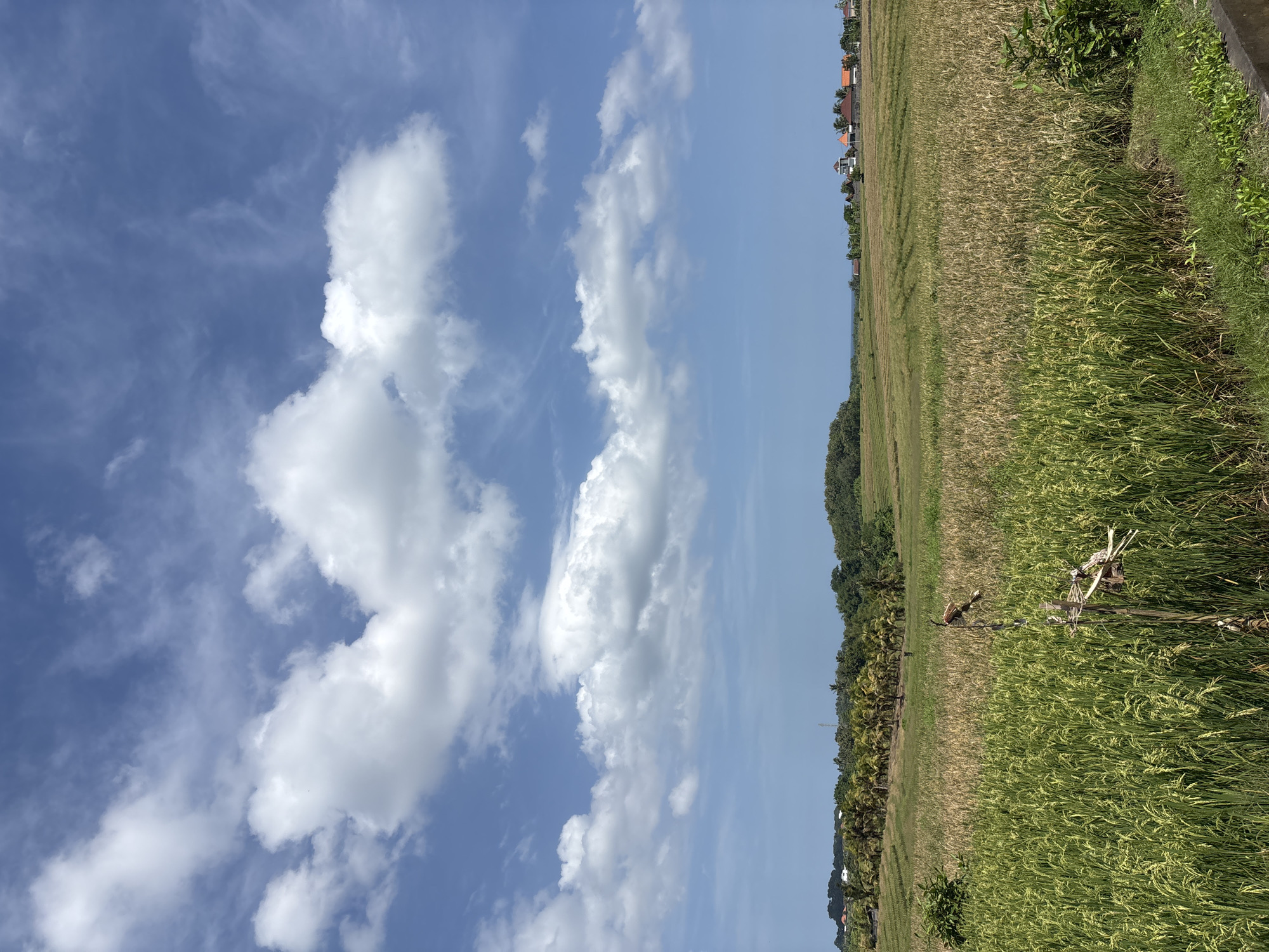 The image shows a landscape in Kerambitan, Indonesia. The scene includes a blue sky with scattered white clouds, a field of crops (likely rice paddies) in various stages of growth, and some trees and vegetation. In the distance, there are glimpses of buildings and rooftops. A scarecrow stands in the field. The image is taken from a ground-level perspective.