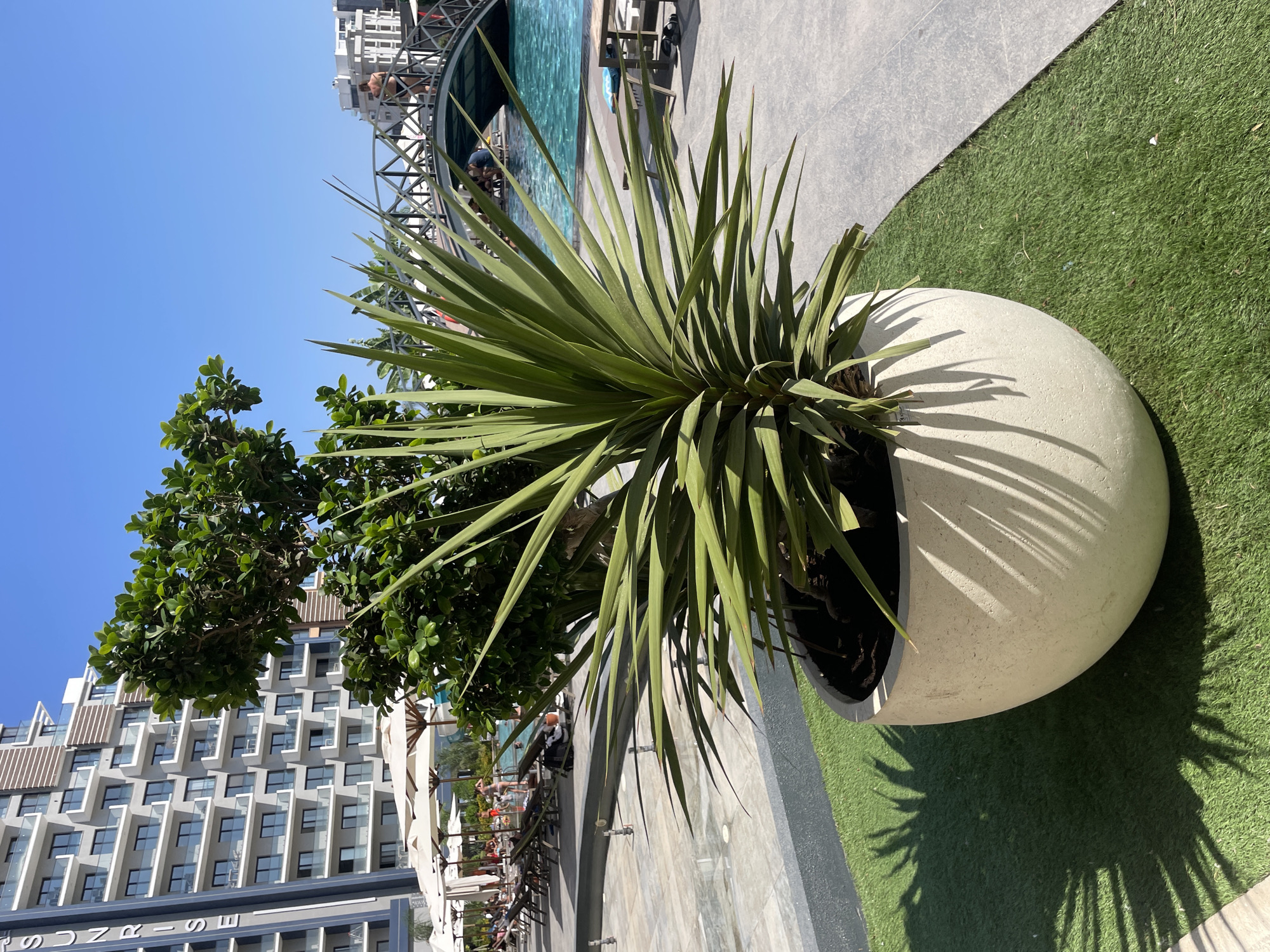 The image depicts an outdoor scene with a large planter containing a spiky green plant in the foreground, casting a shadow on artificial grass. Behind the planter, a resort area is visible, featuring a large building with multiple balconies, a swimming pool, and a decorative bridge crossing the pool. Several people are present, some lounging on chairs under umbrellas by the pool, while others are seen on the bridge and in the water. The environment appears to be a sunny day with a clear blue sky. The building in the background has the word "SUNRISE" visible vertically along its side. This scene is consistent with a resort location in Trikomo, Northern Cyprus, given the architectural style and the presence of resort amenities.